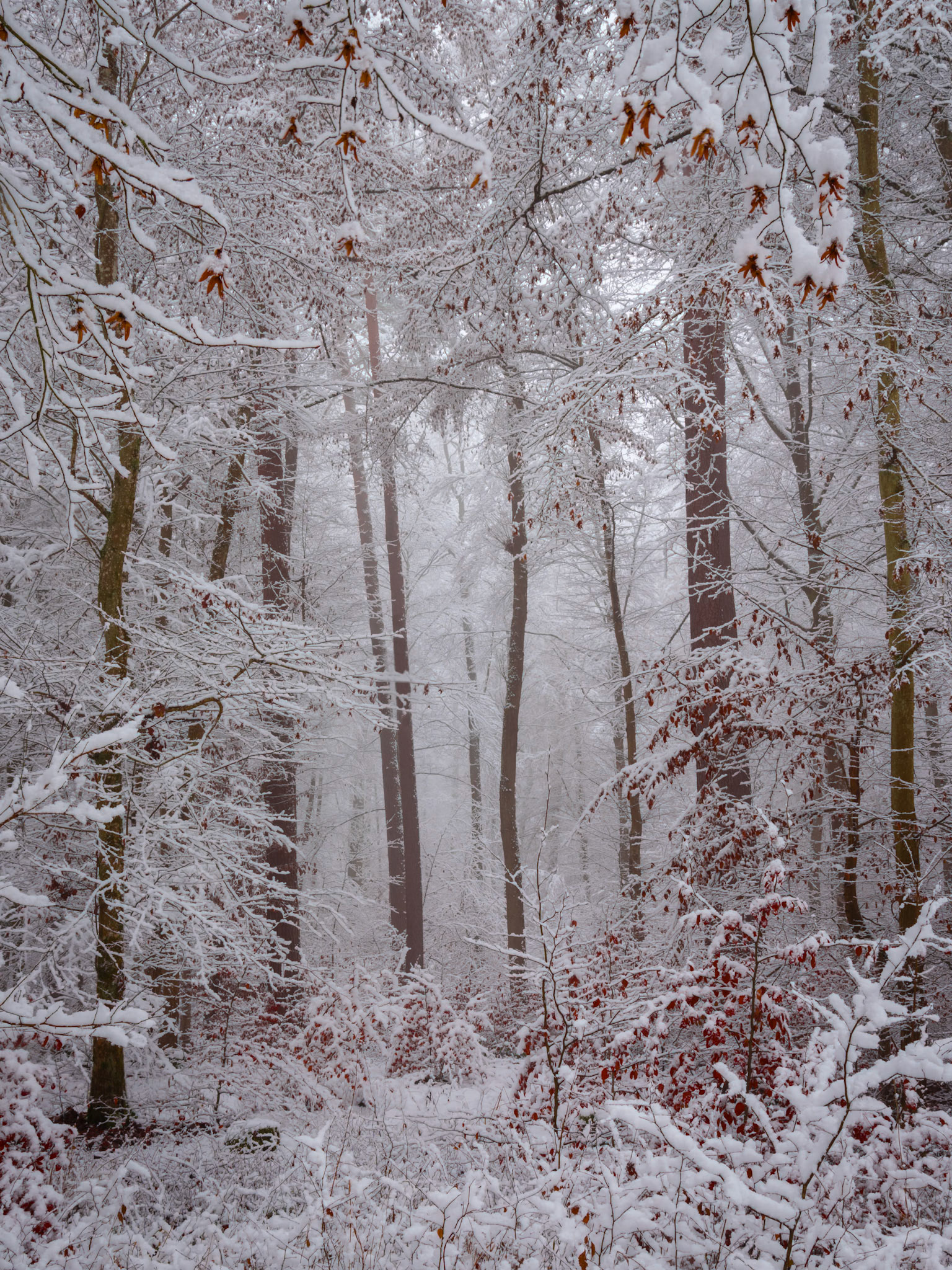 First Snow - PX3 Photographie de la Paris Award 2024