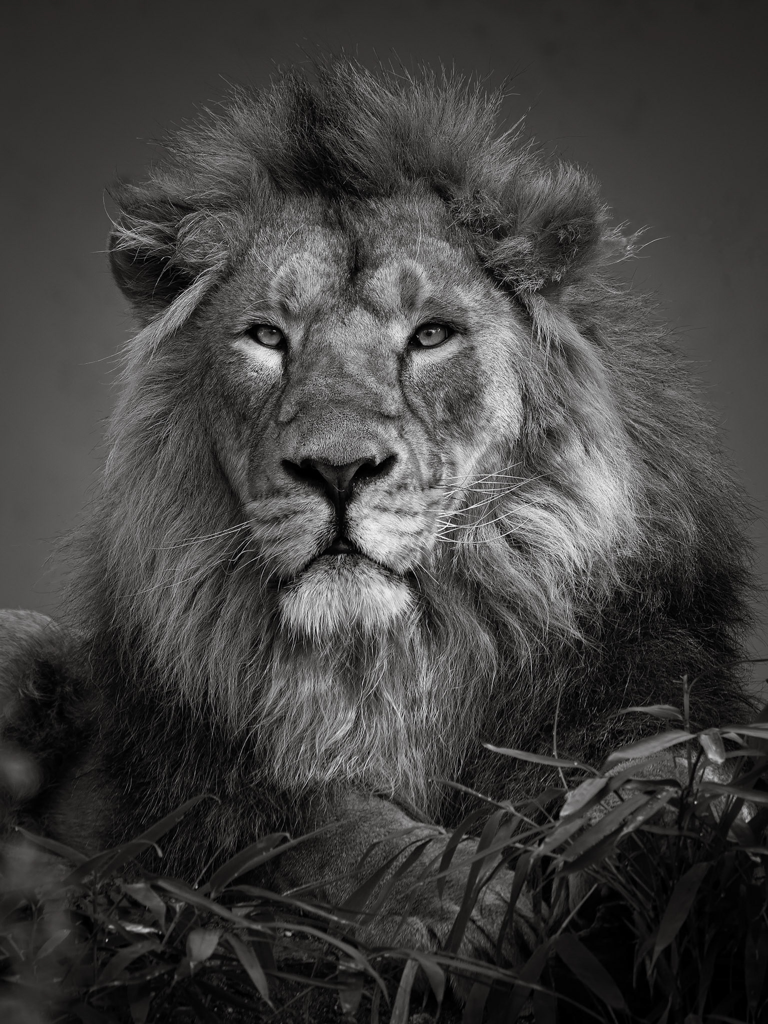 Kajal, asiatischer Löwe - - Panthera leo persica