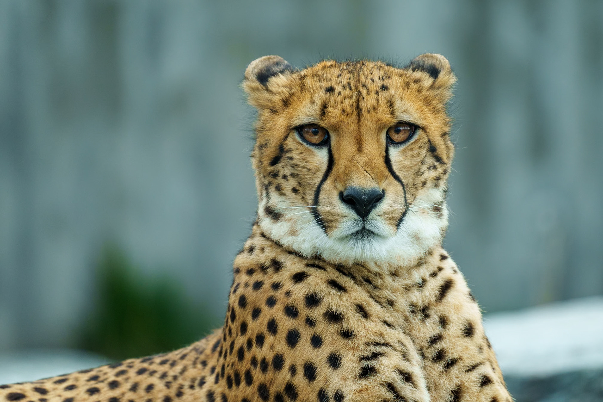 Gepard - Acinonyx jubatus