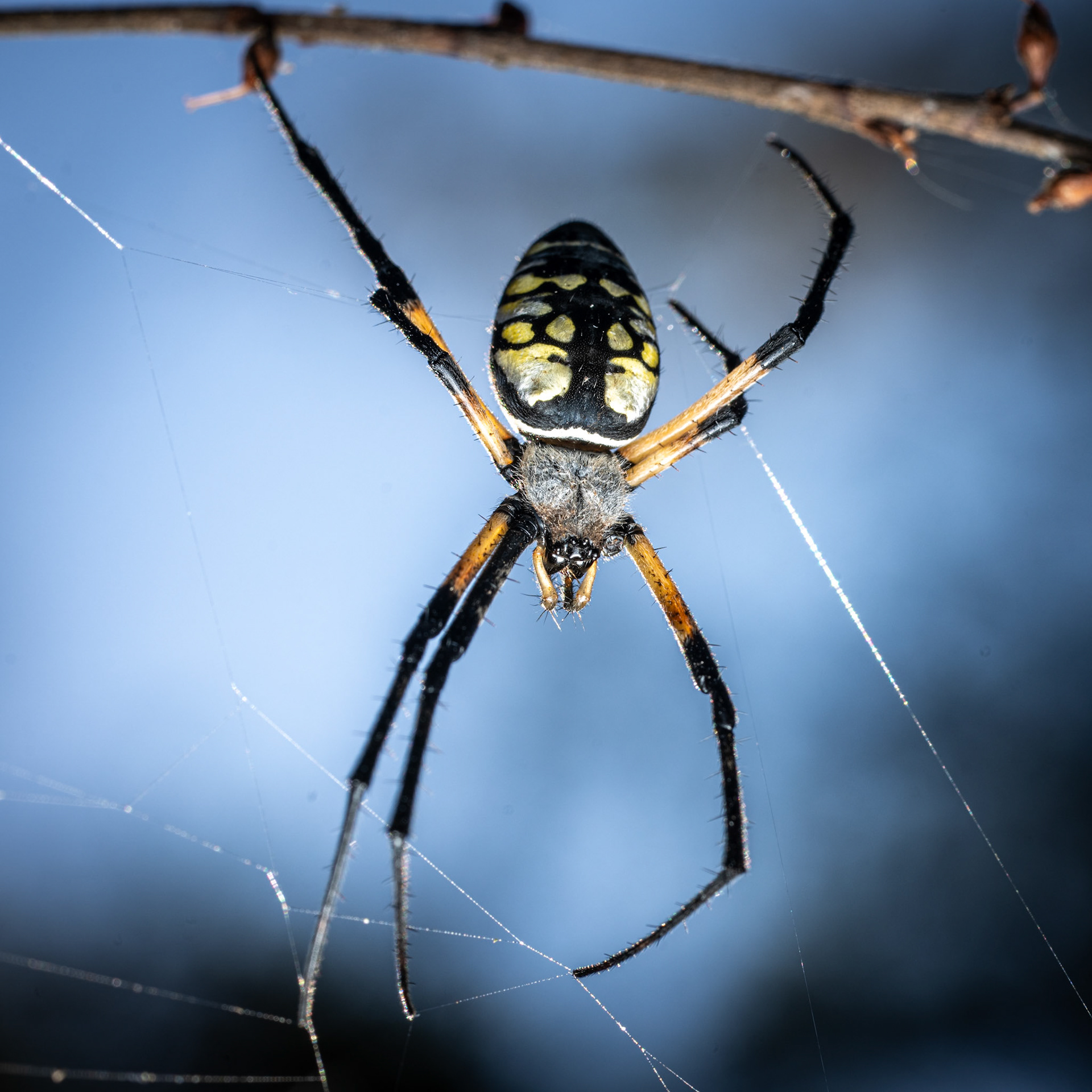 Argiope aurantia