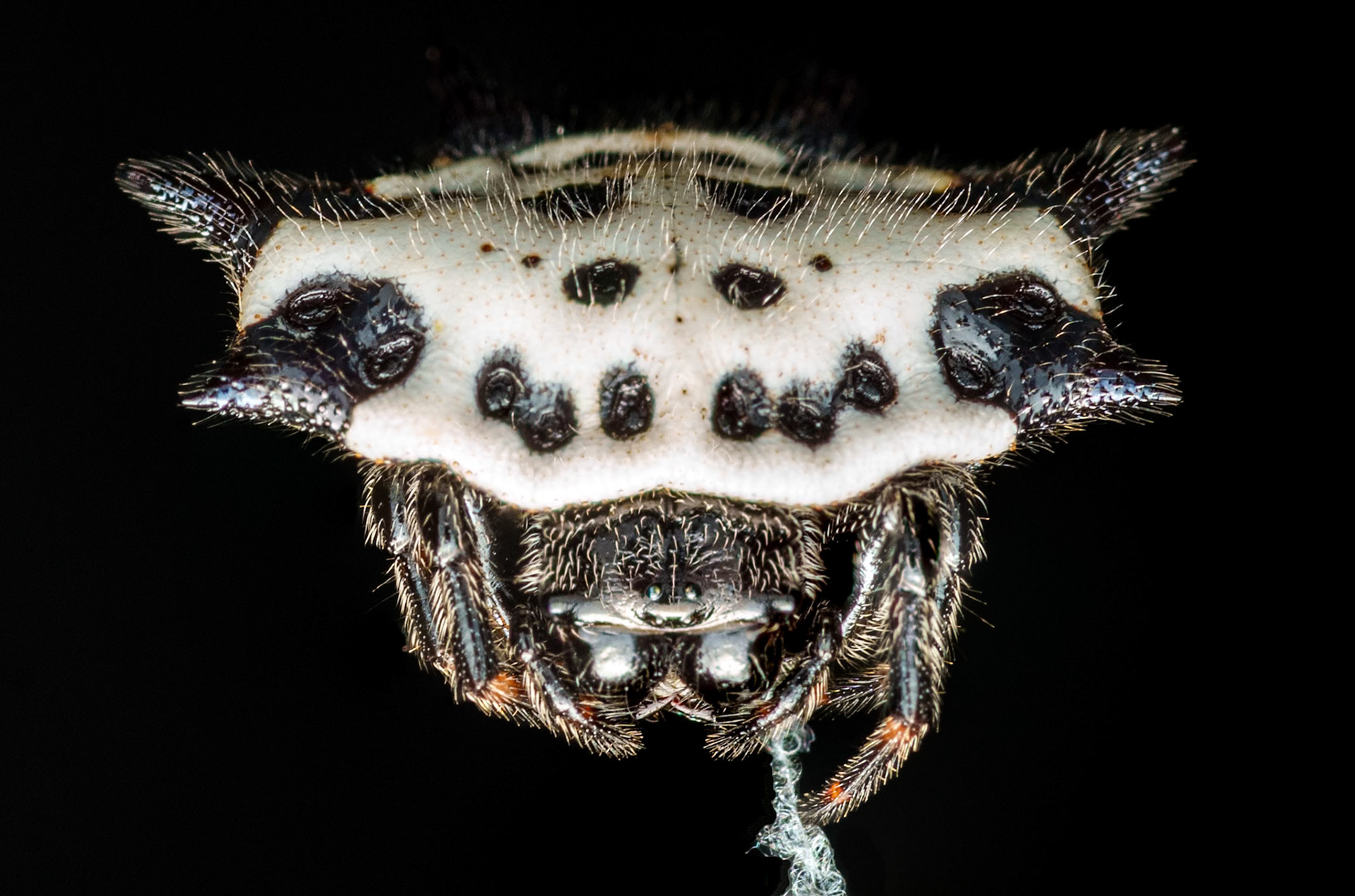 Gasteracantha cancriformis