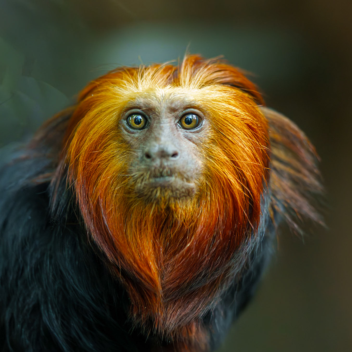 Goldkopf-Löwenäffchen - Leontopithecus chrysomelas - Chromatic Award 2024