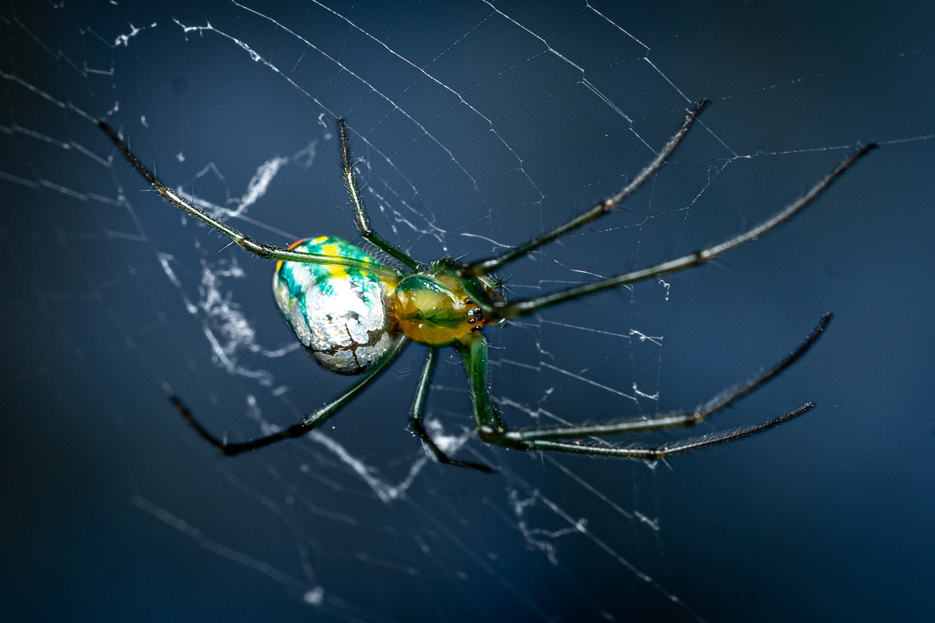Orchard Orbweaver Spider (Leucauge venusta)