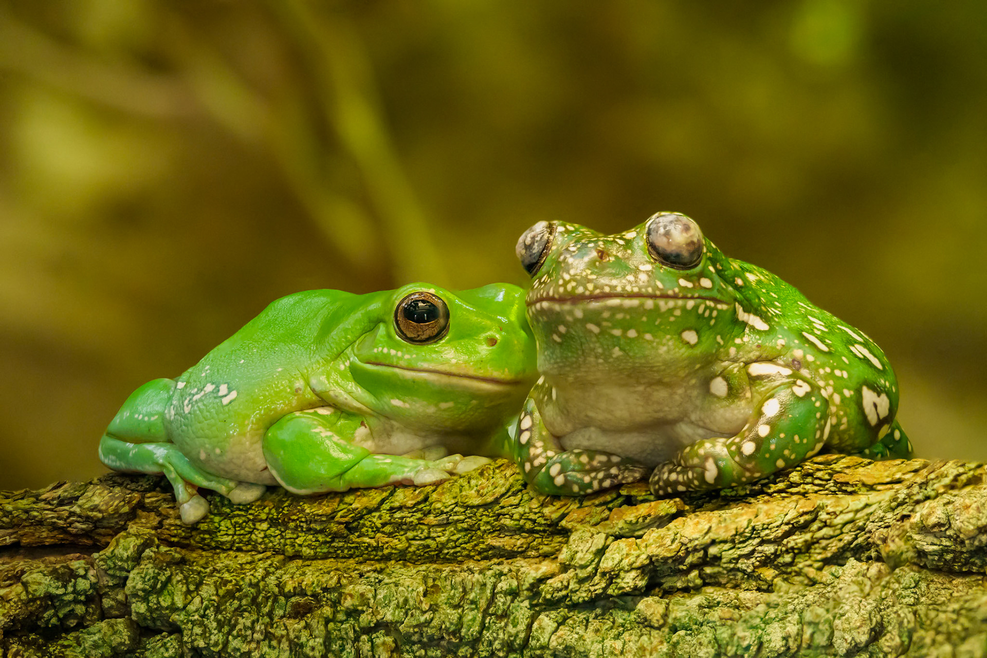 Korallenfinger-Laubfrosch - Litoria caerulea