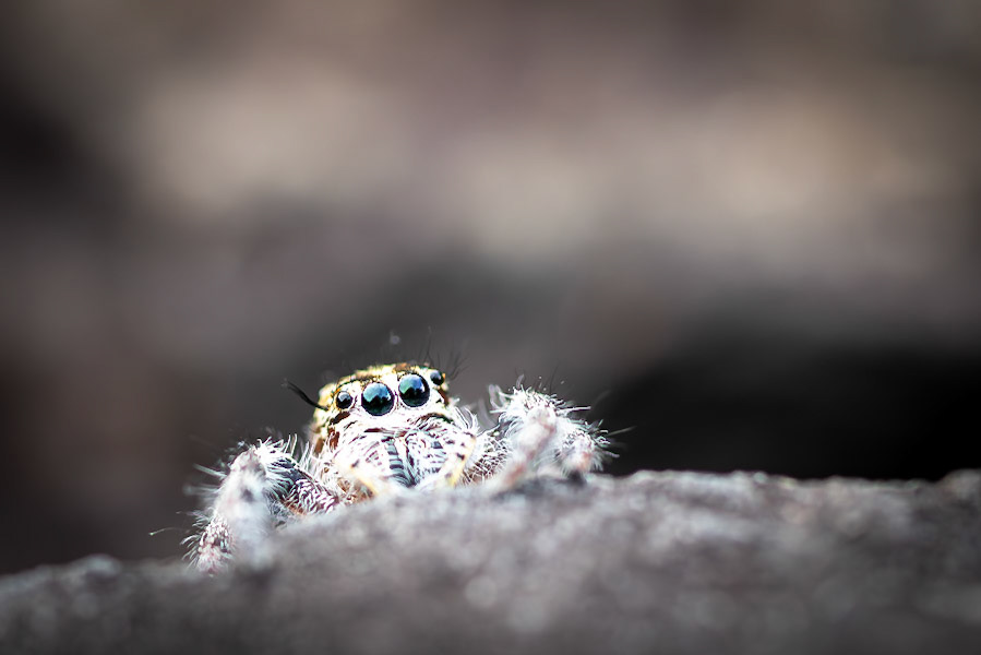 Jumping Spider, Malaysia