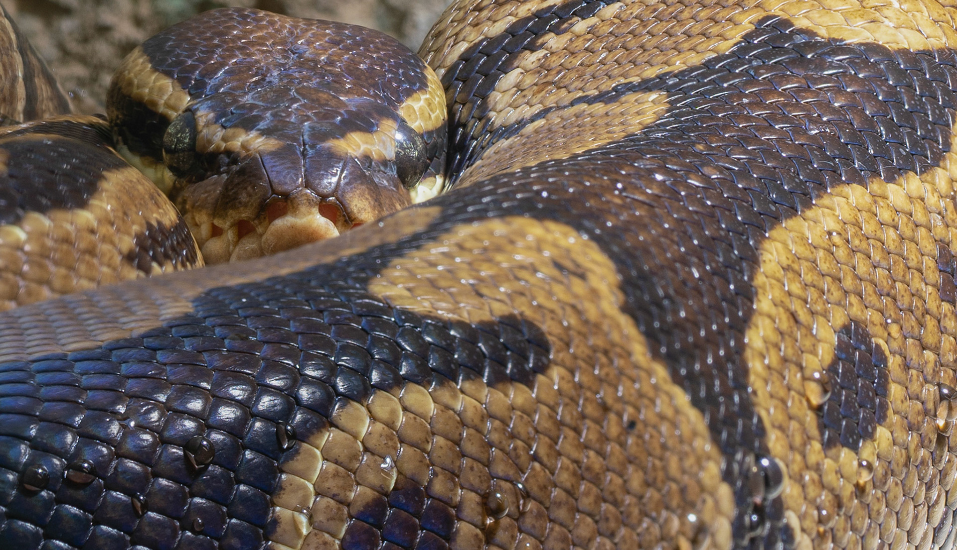 Python (2018)