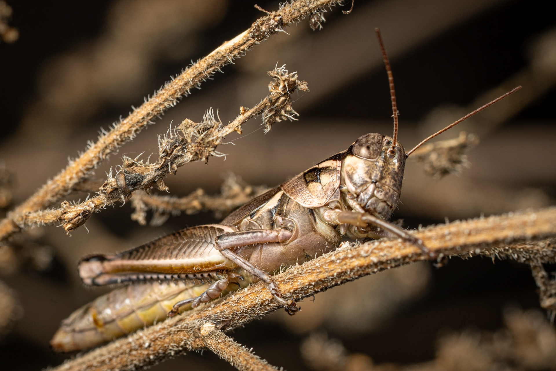 Grashopper (Amblytropidia)