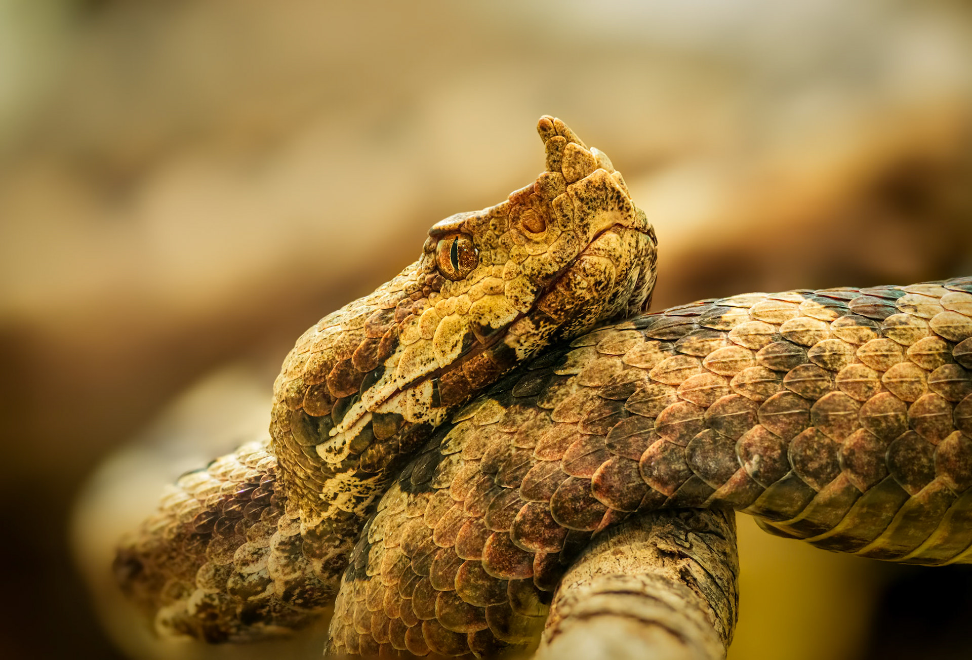 Europäische Hornotter - Vipera ammodytes ammodytes