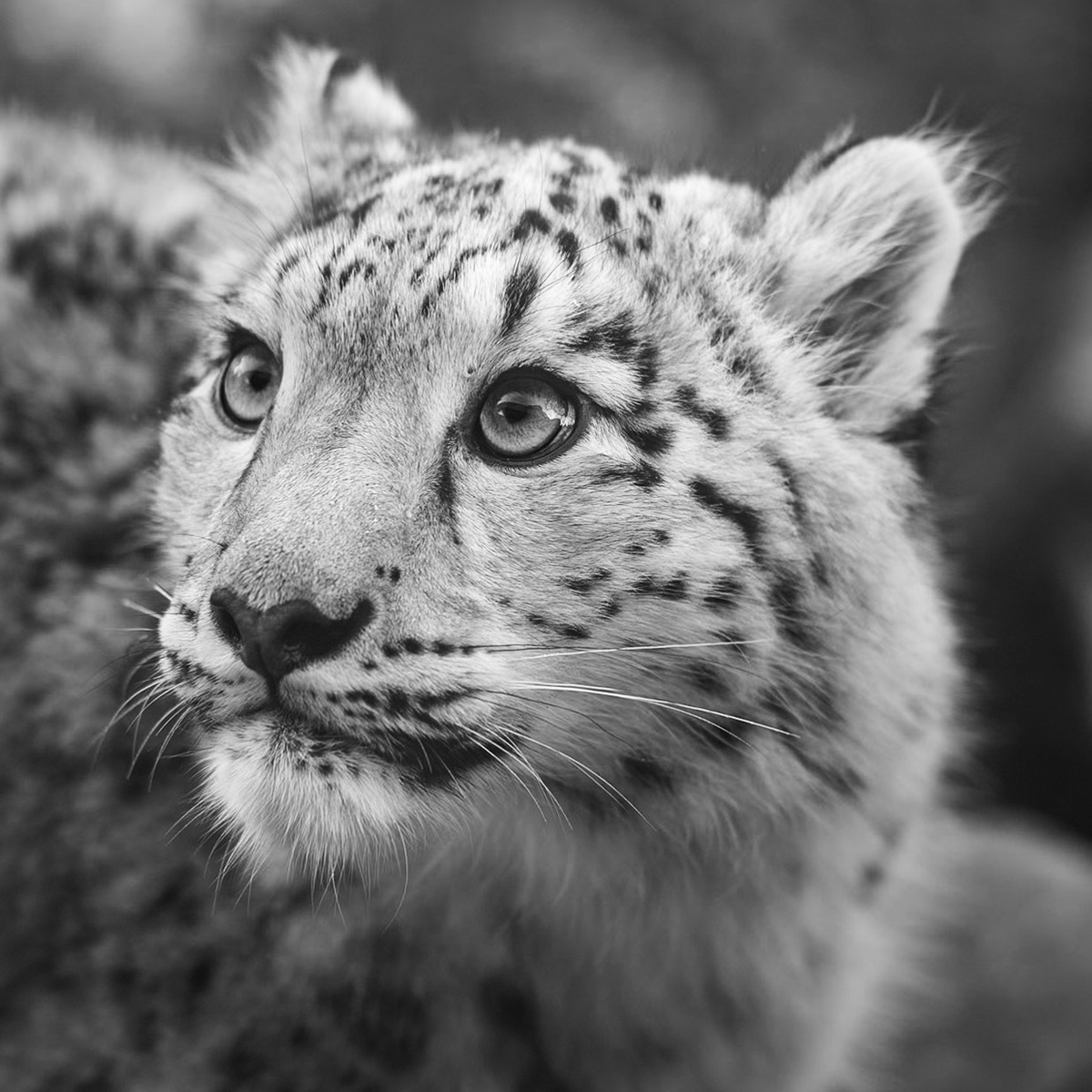 Schneeleopard - Panthera uncia - Jungtier