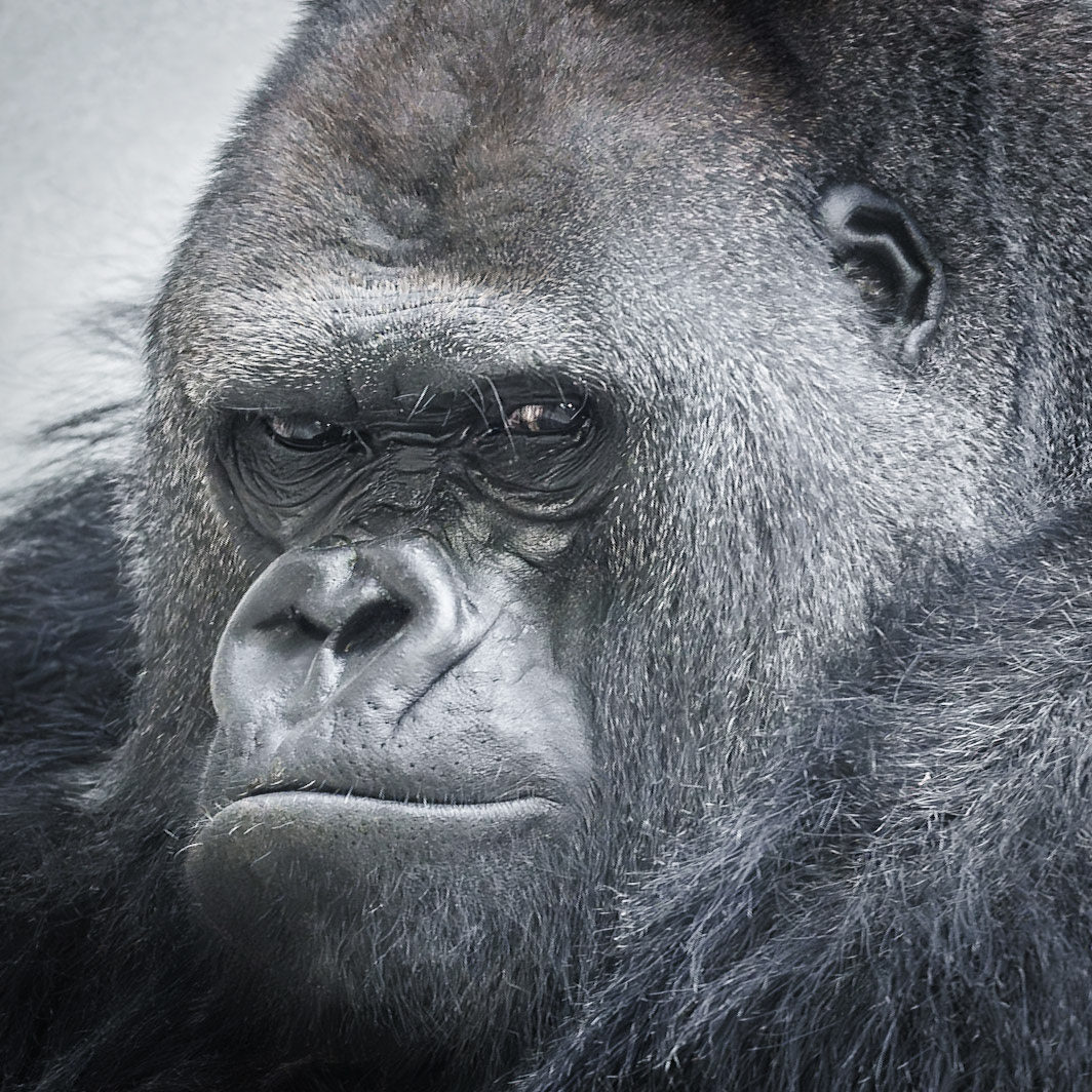 Kibo - Silberrücken, Westl. Flachland Gorilla