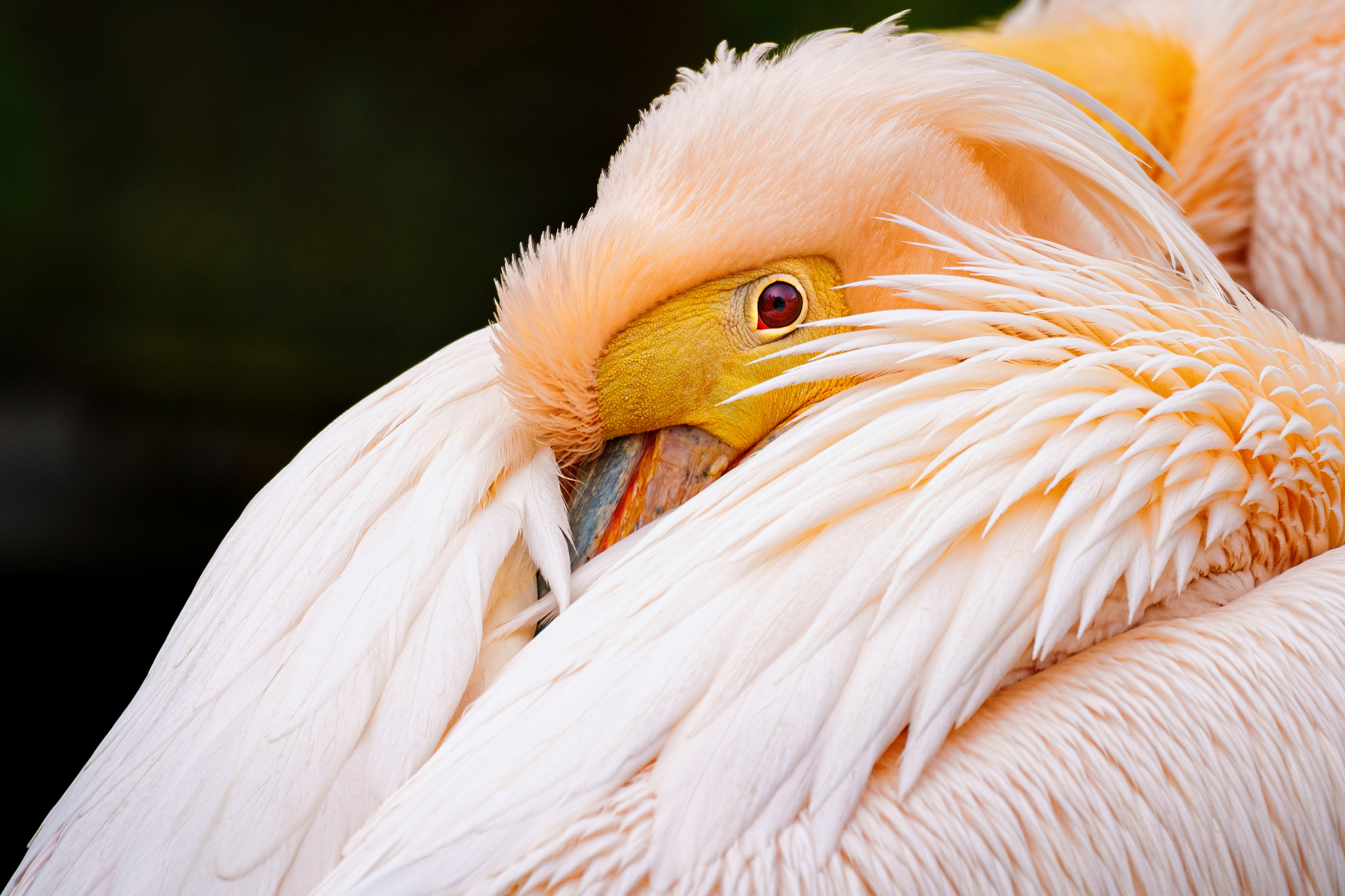 Rosapelikan - Pelecanus onocrotalus