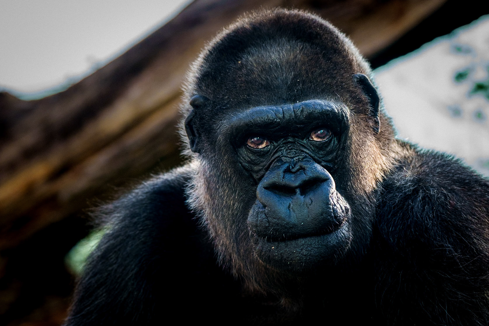 Westlicher Flachland-Gorilla, Weibchen