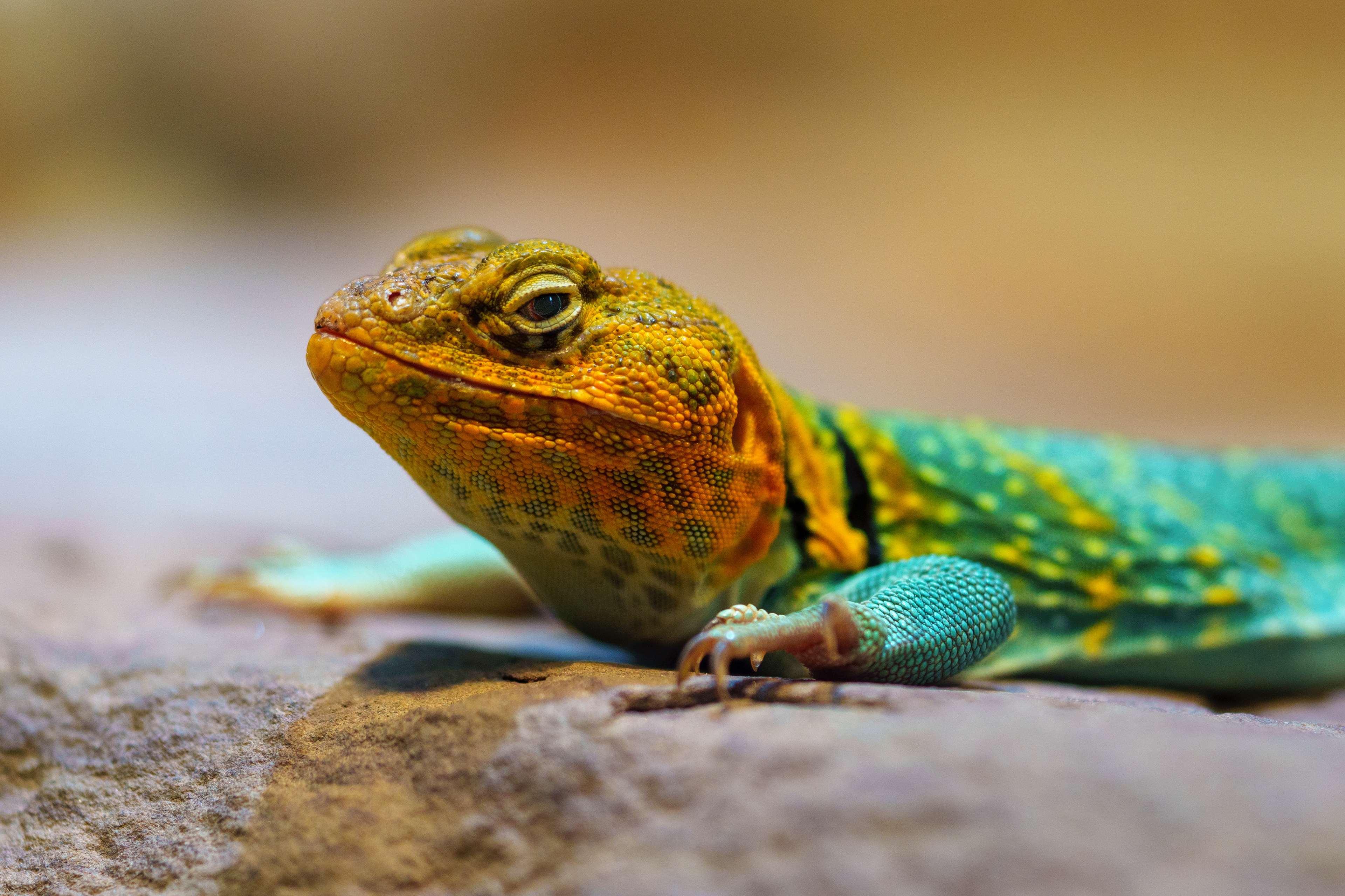 Östlicher Halsbandleguan - Crothaphytus collari
