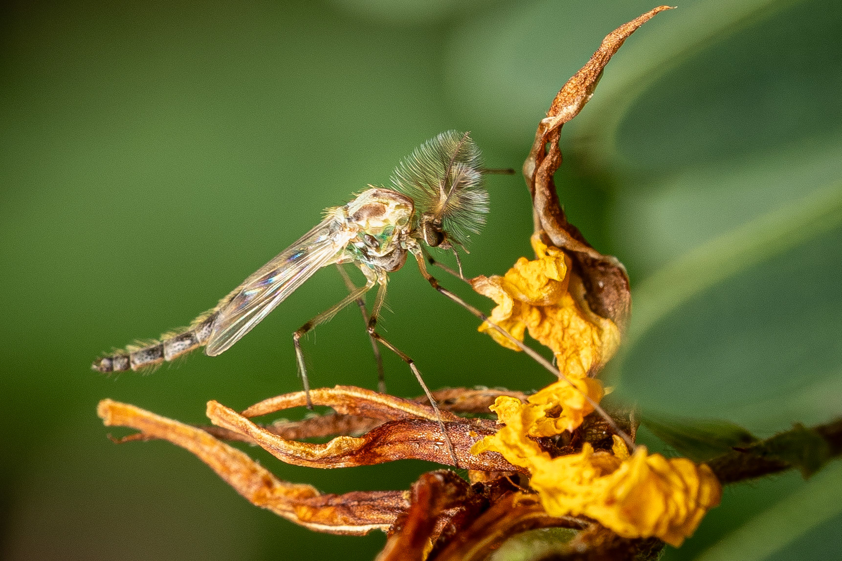 Zuckmücke (Chironomidae)