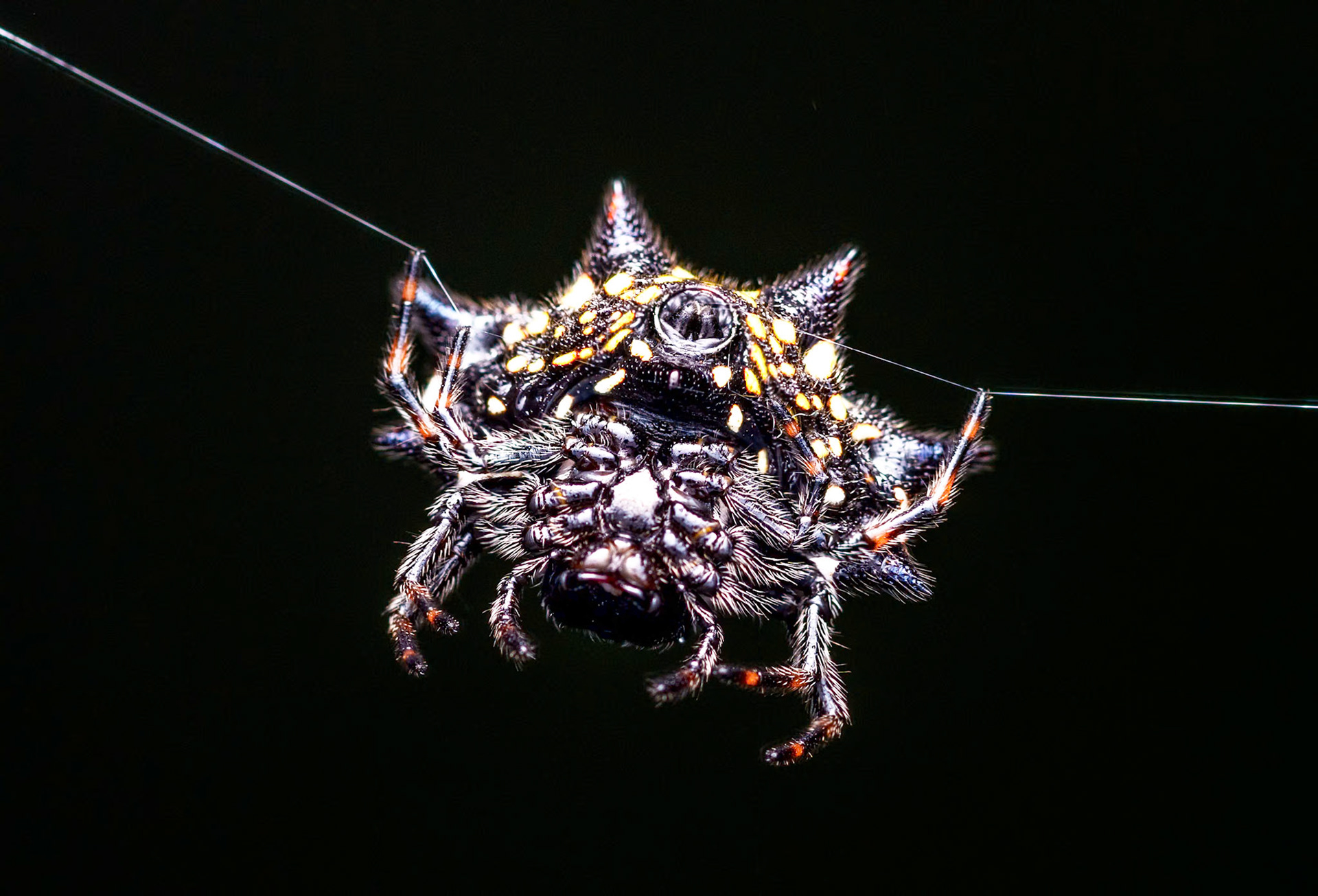 Gasteracantha cancriformis
