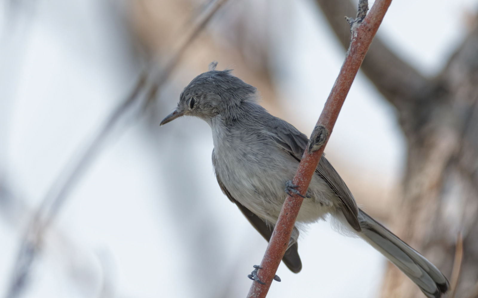 Blue-gray Gnatcatcher