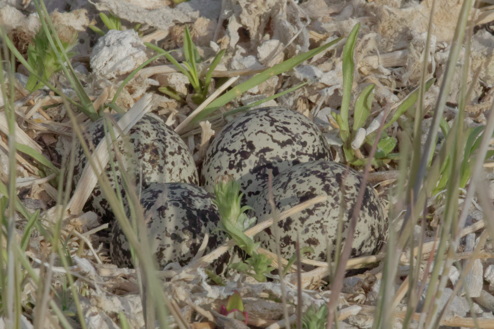 Killdeer
