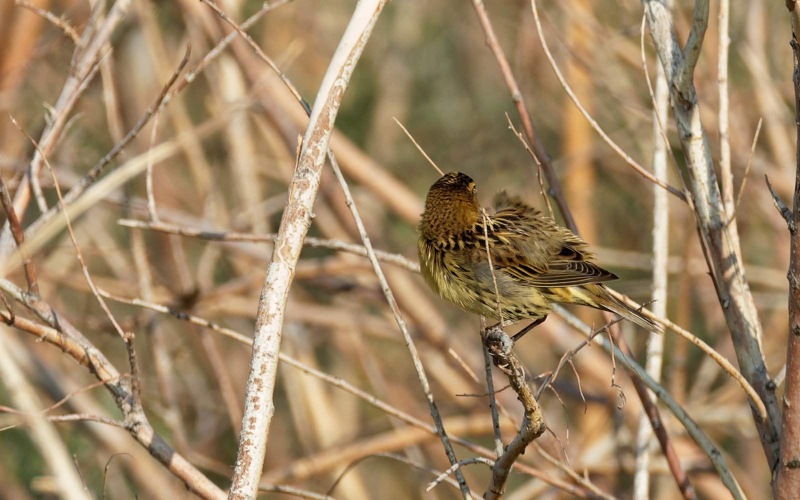 Bobolink