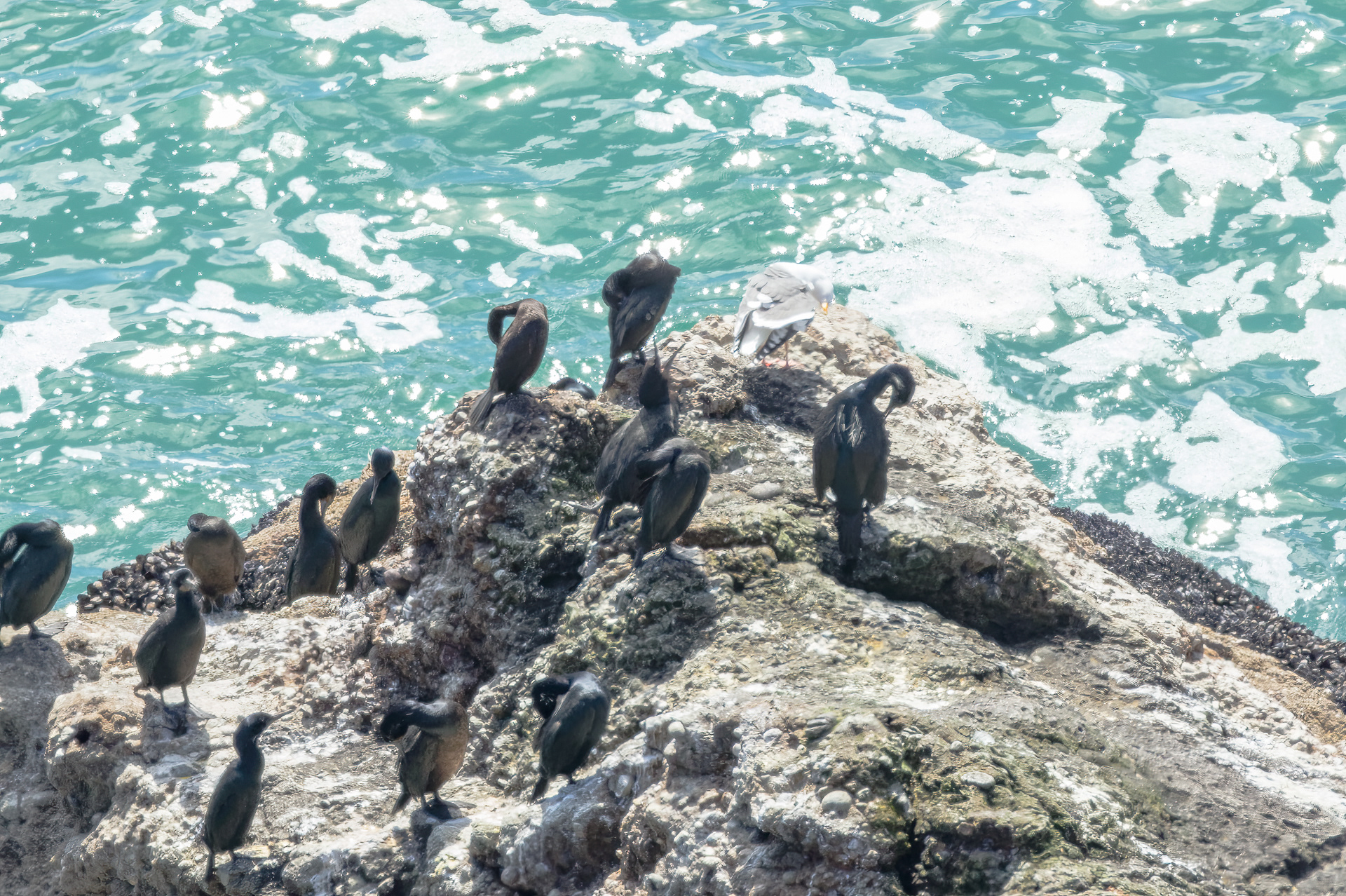 Brandt's Cormorant