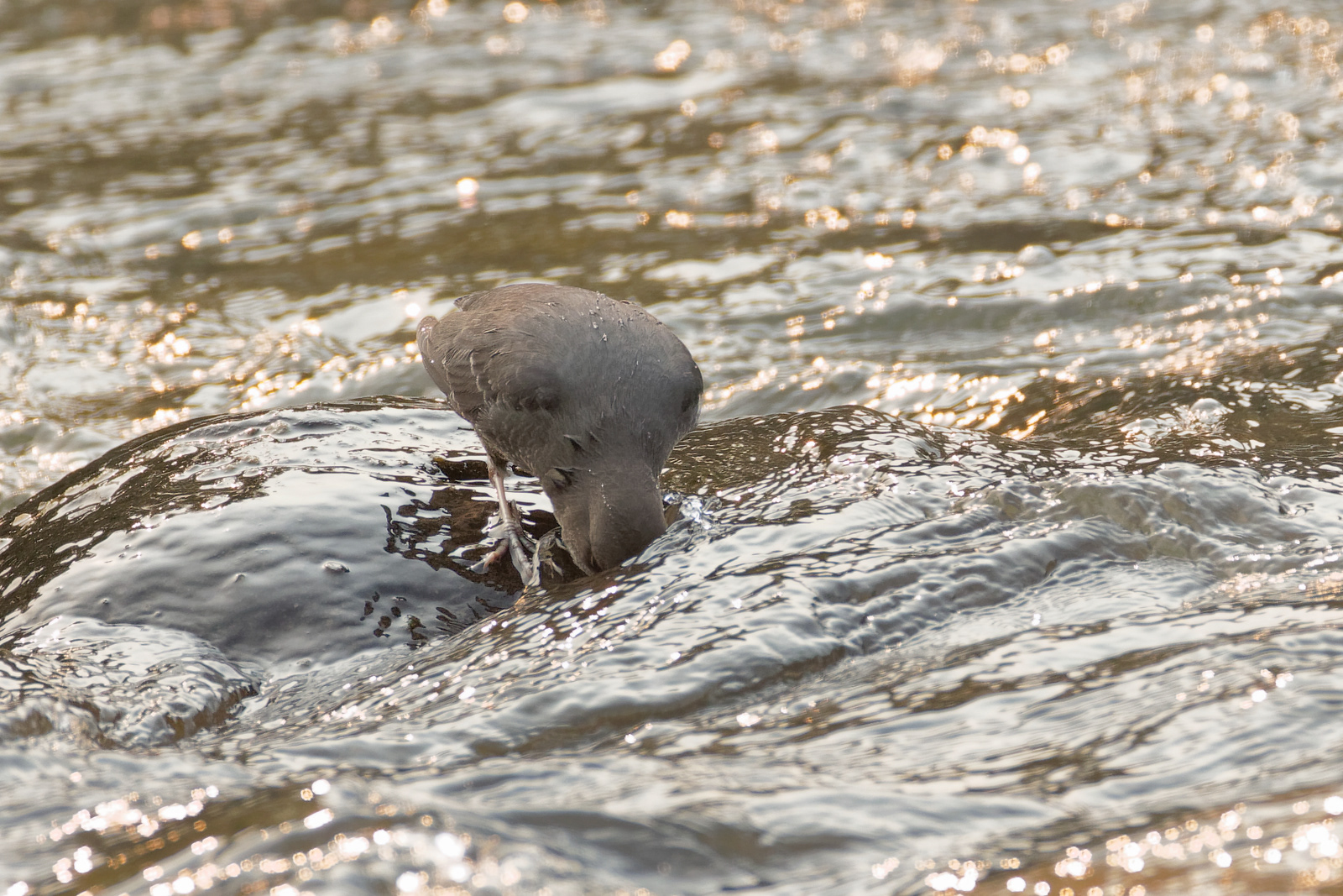 American Dipper