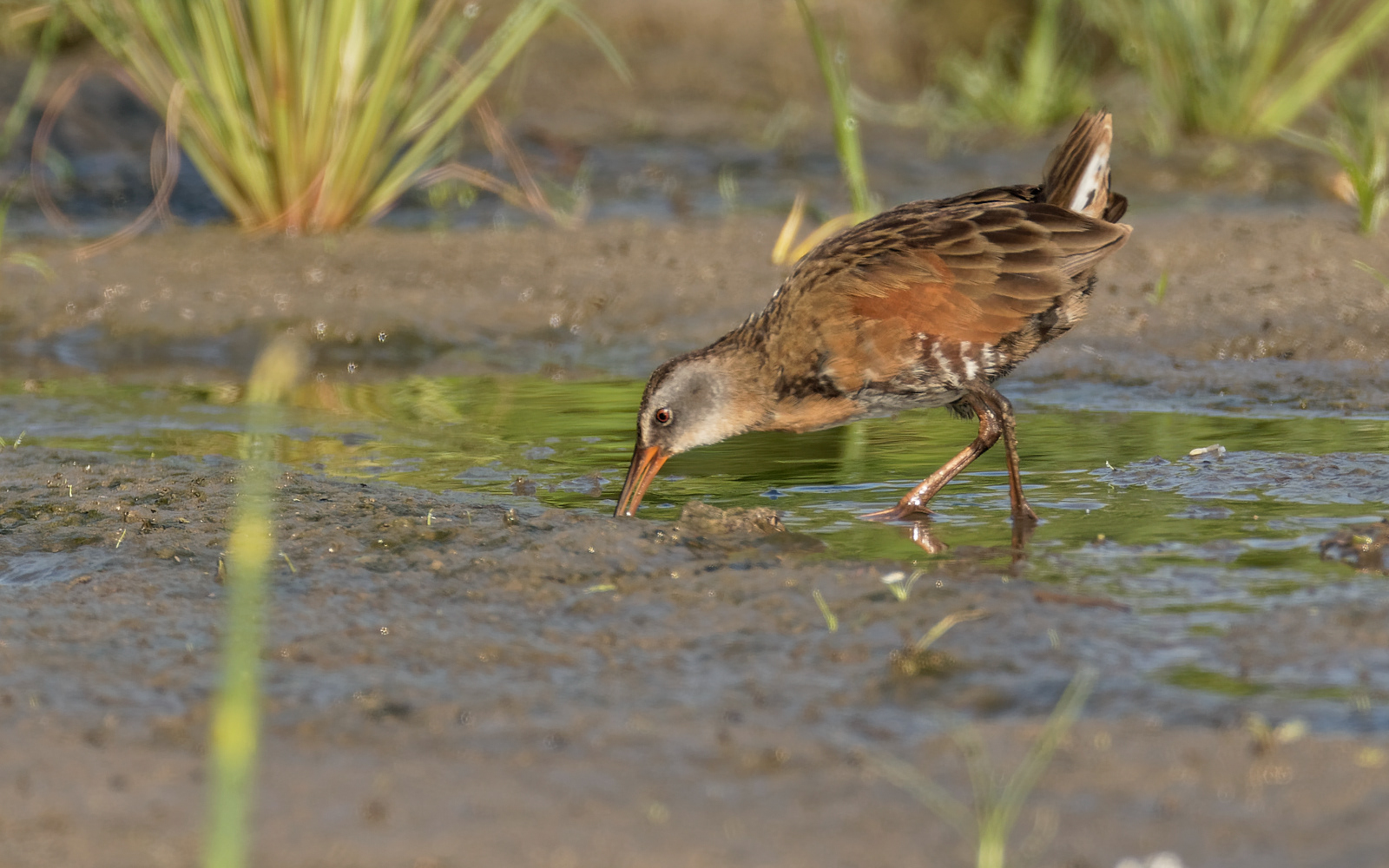 Virginia Rail