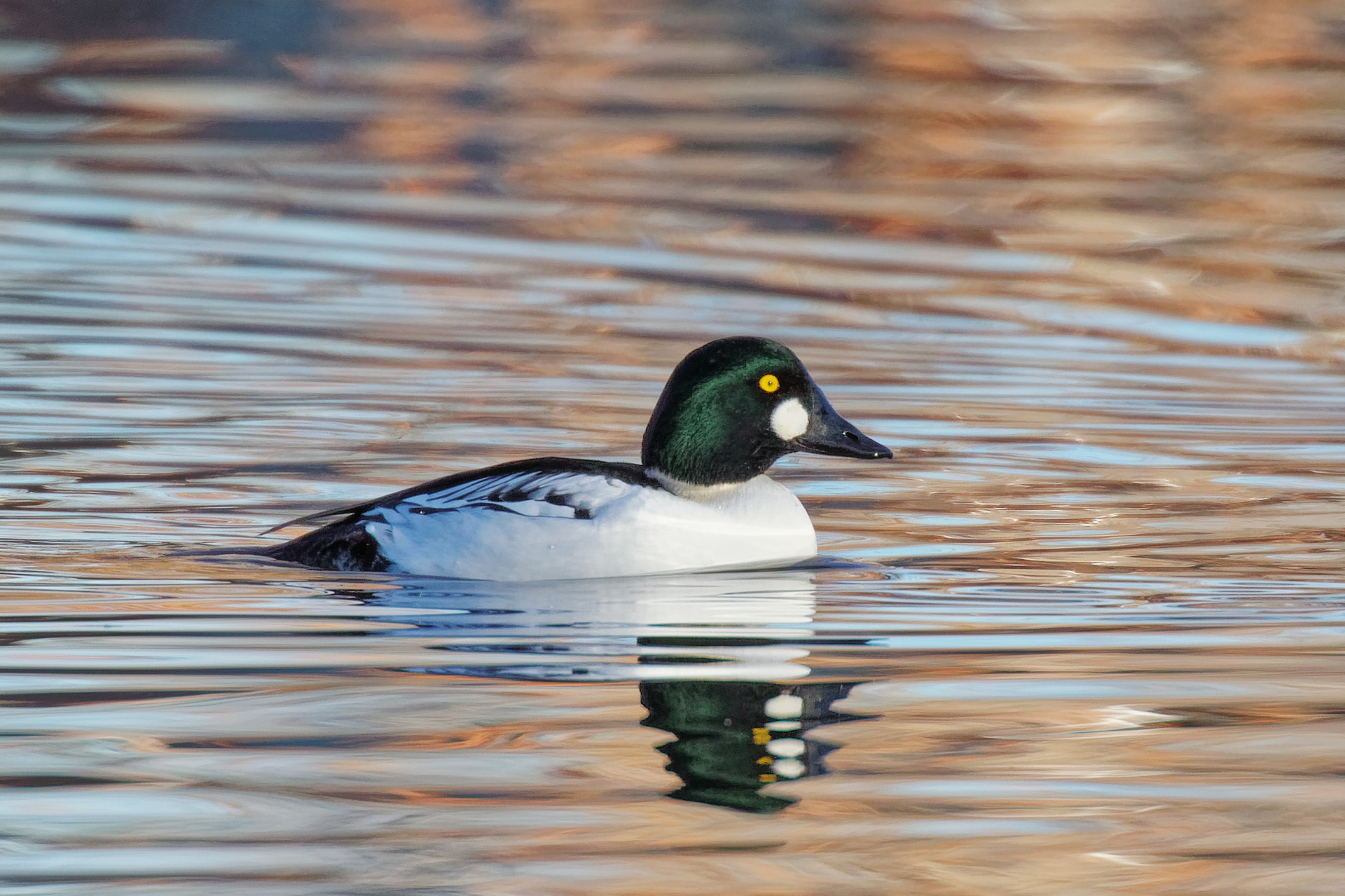 Common Goldeneye drake