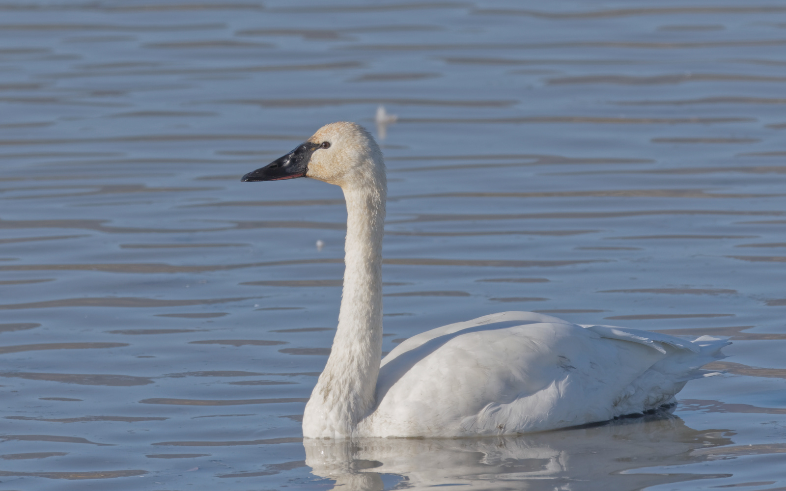 Tundra Swan