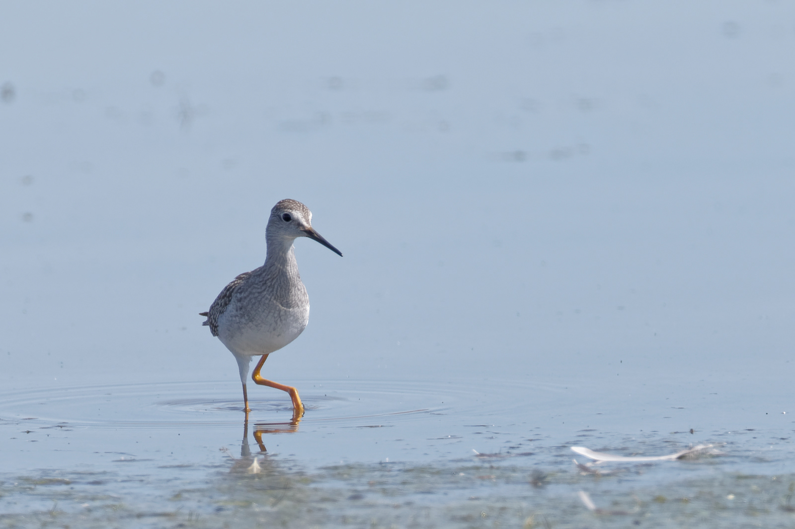 Lesser Yellowlegs