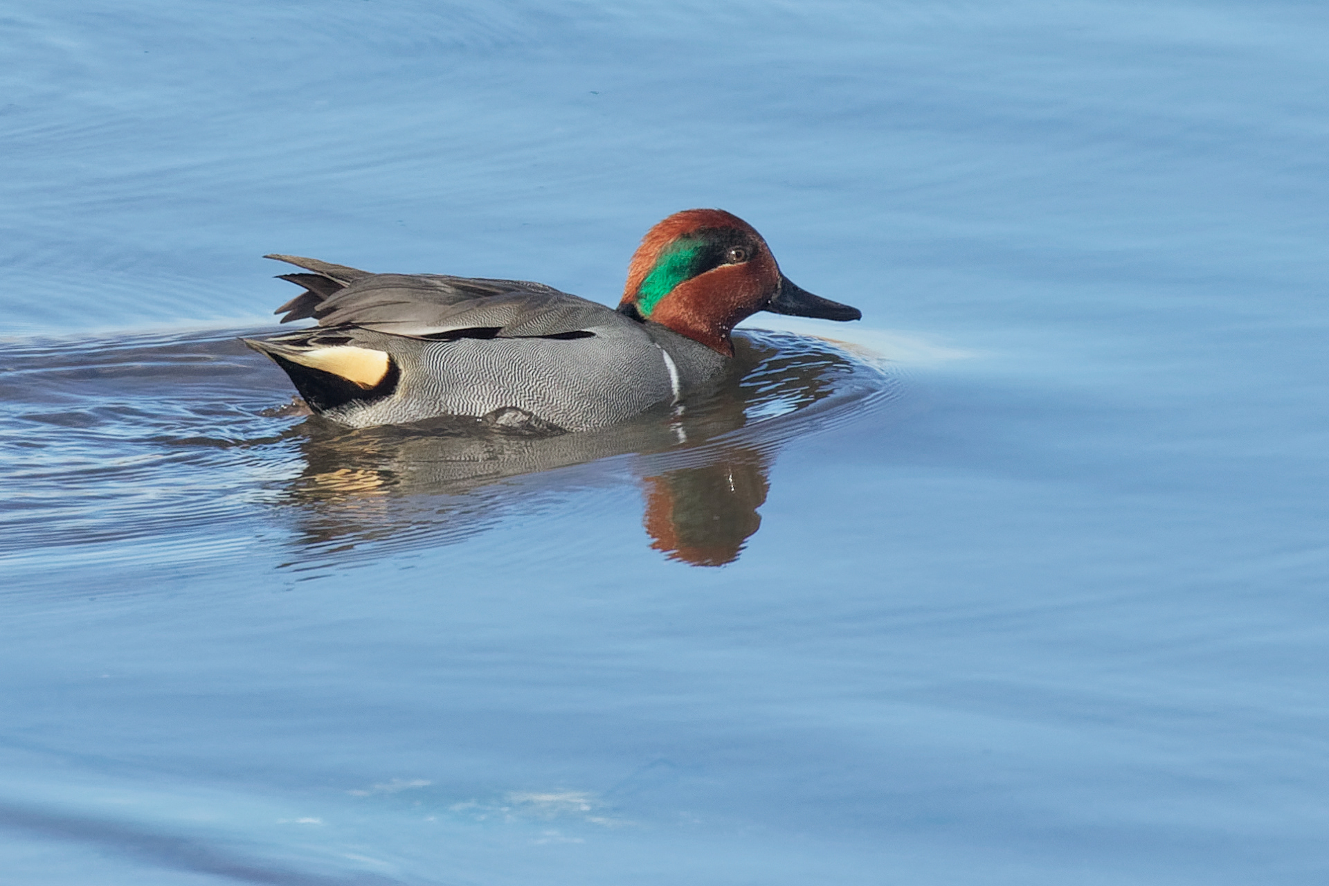 Green-winged Teal drake