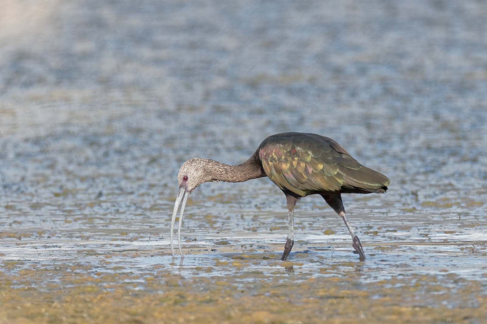 White-faced Ibis