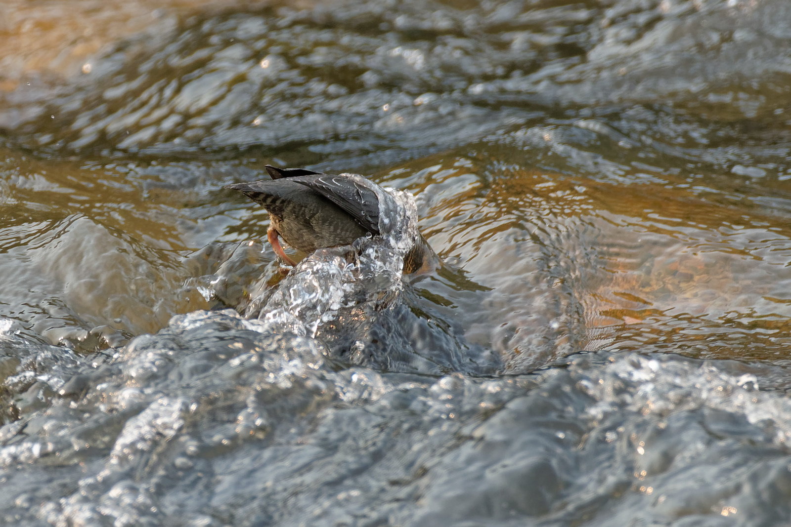 American Dipper