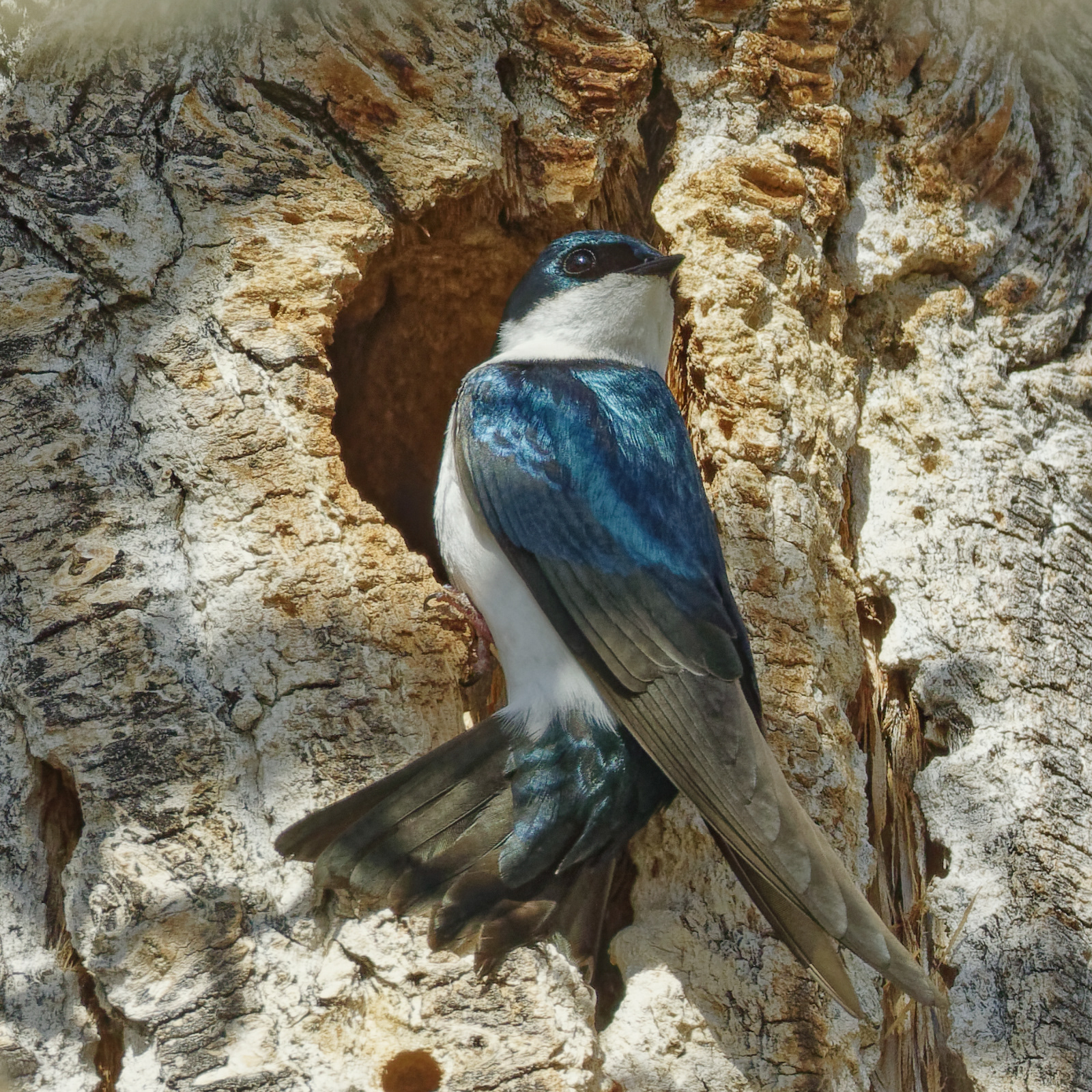 Tree Swallow
