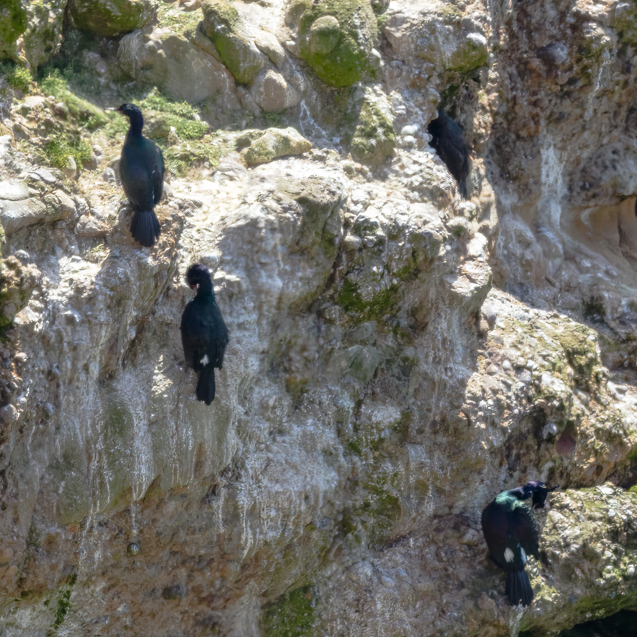 Pelagic Cormorant