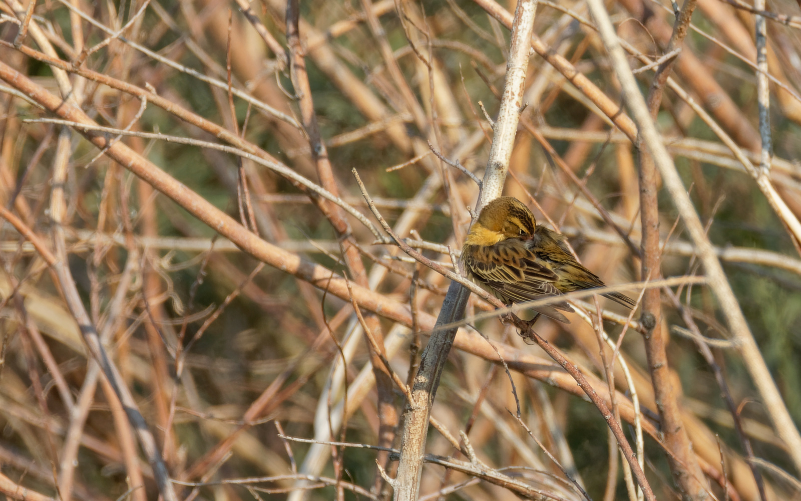 Bobolink