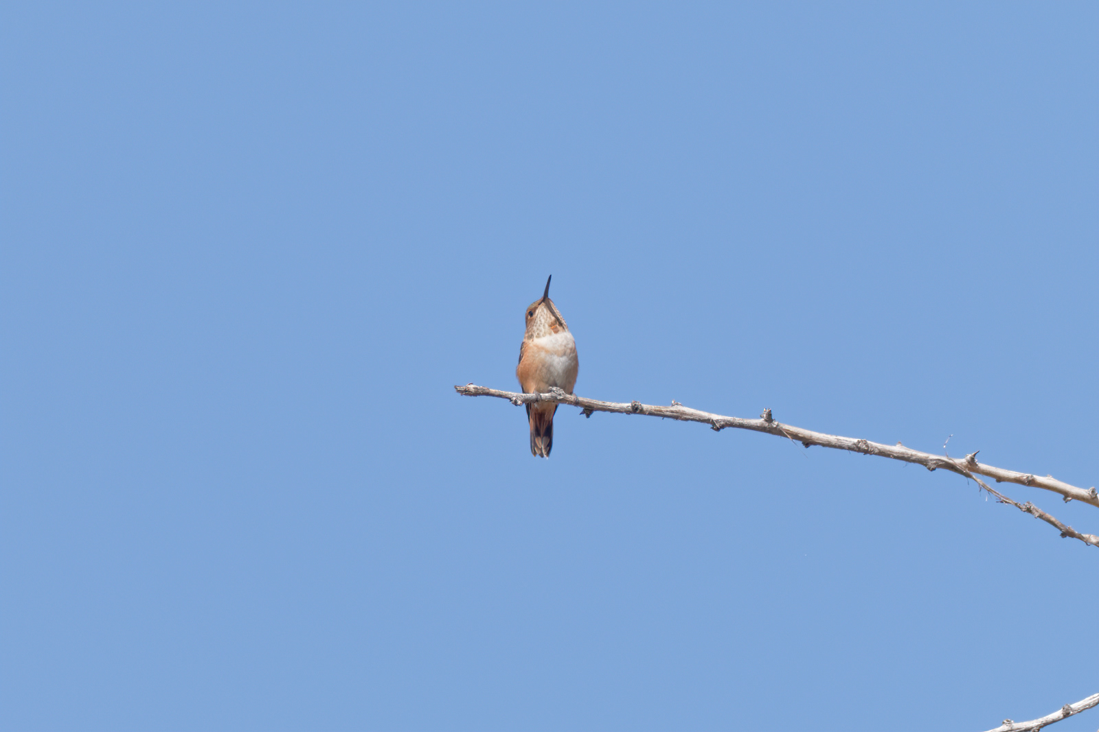 Rufous Hummingbird