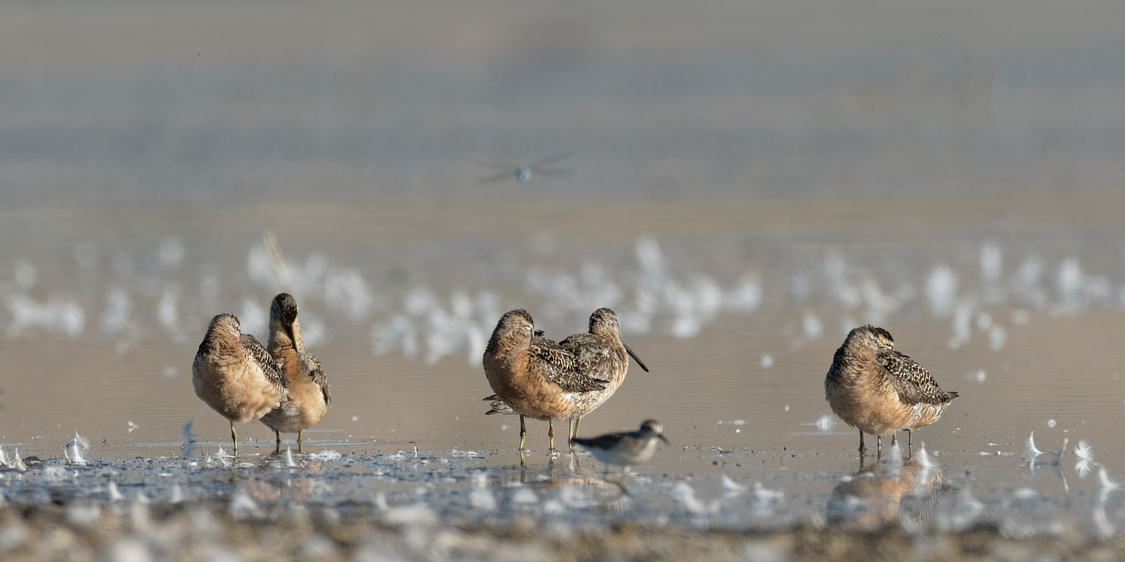 Long-billed Dowitcher