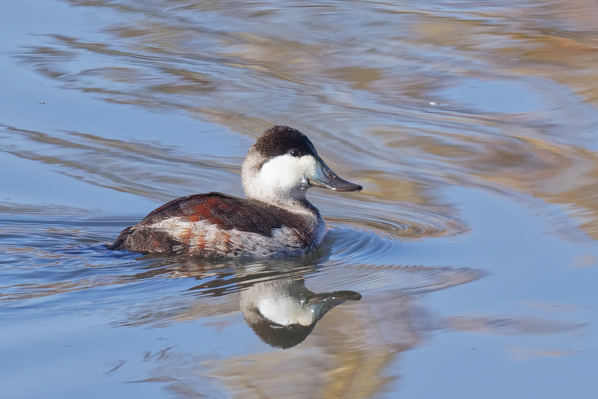 Ruddy Duck drake