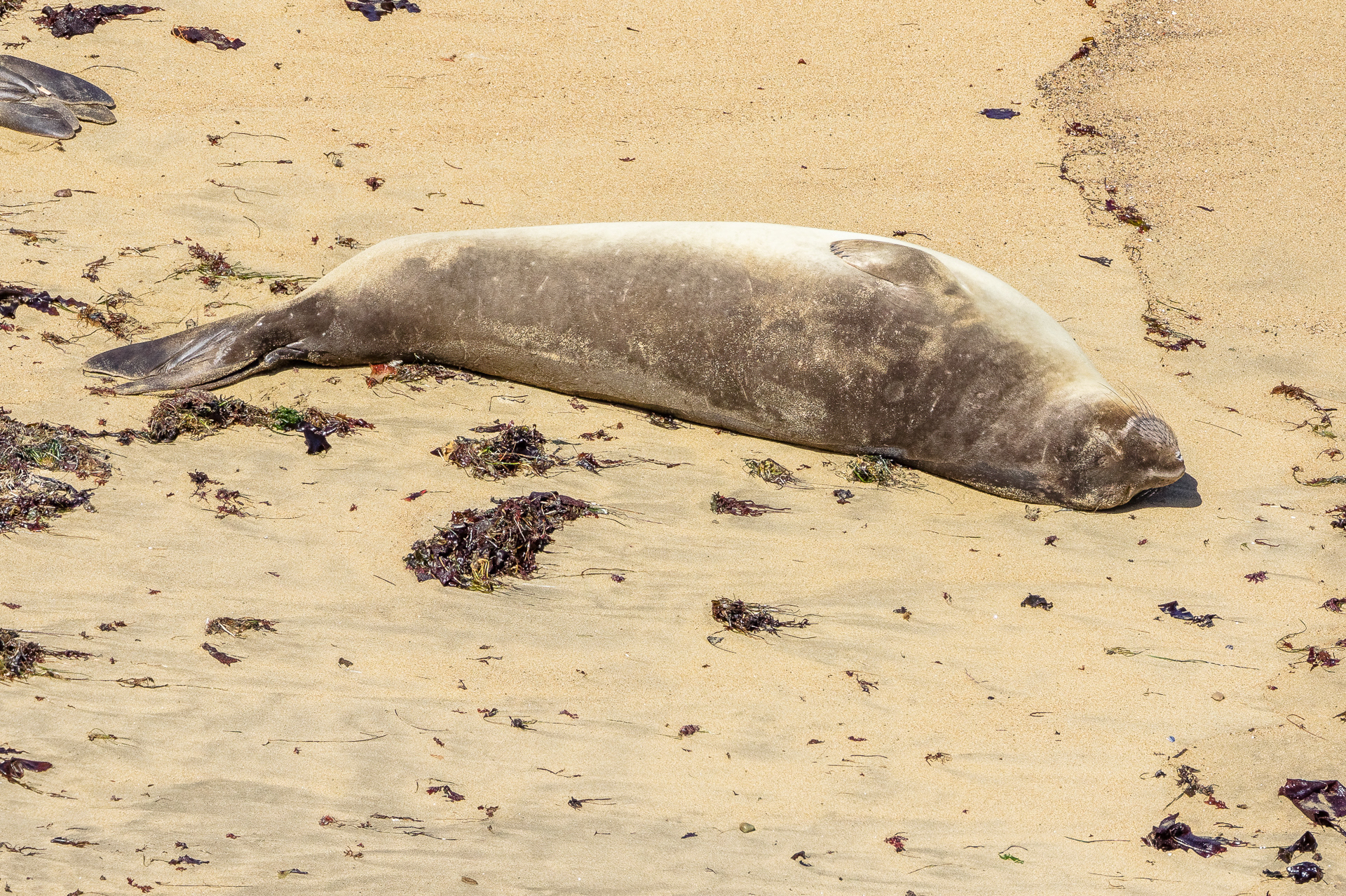 Elephant Seal