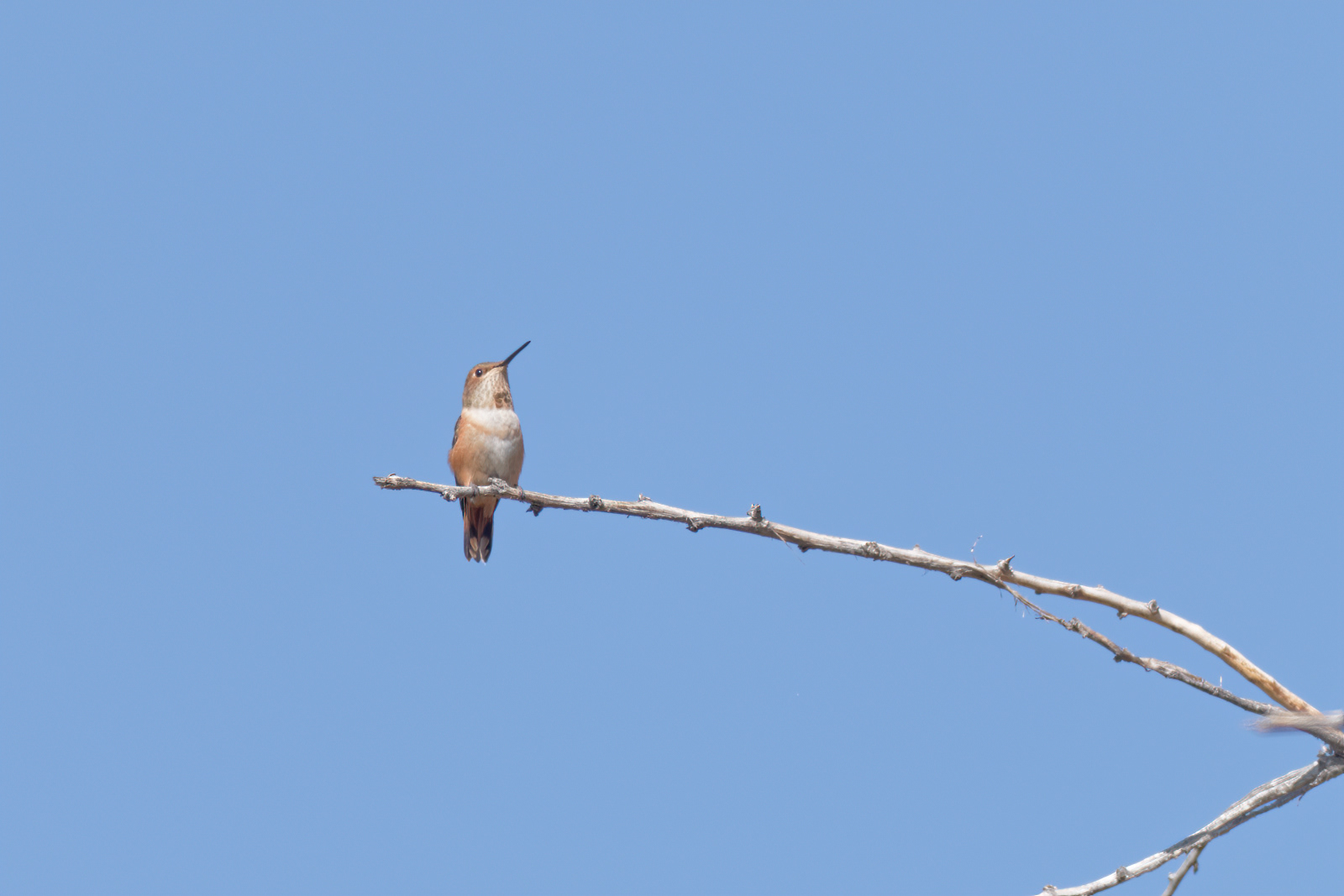 Rufous Hummingbird