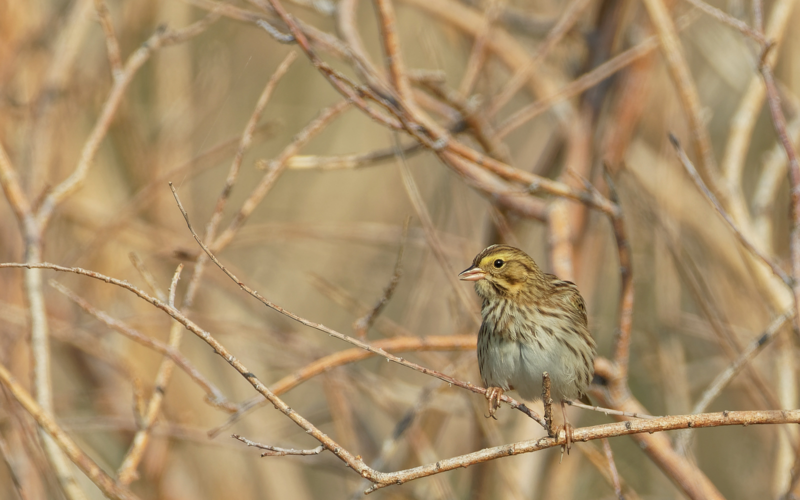 Savannah Sparrow