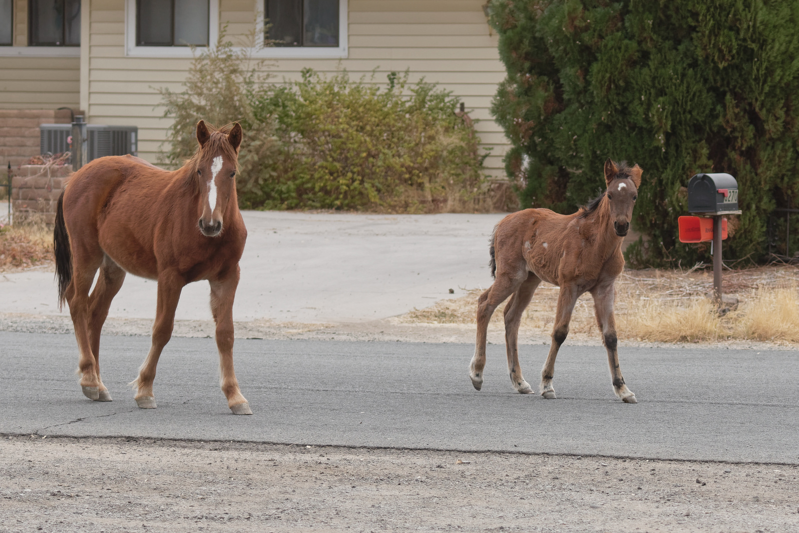 Wild Horse