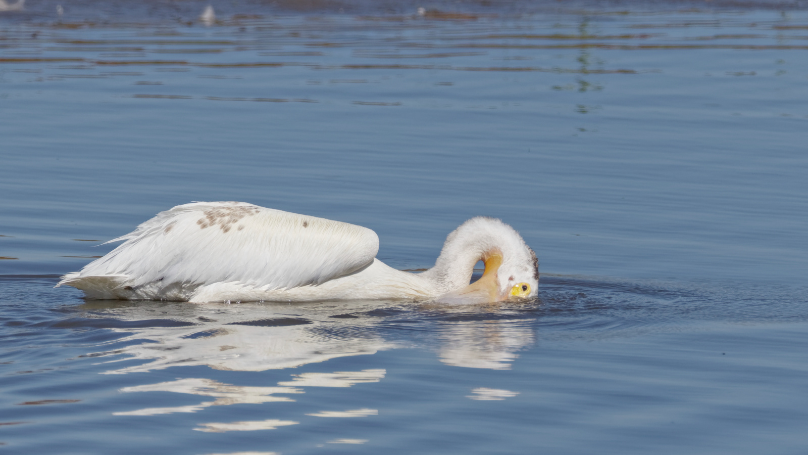 American White Pelican