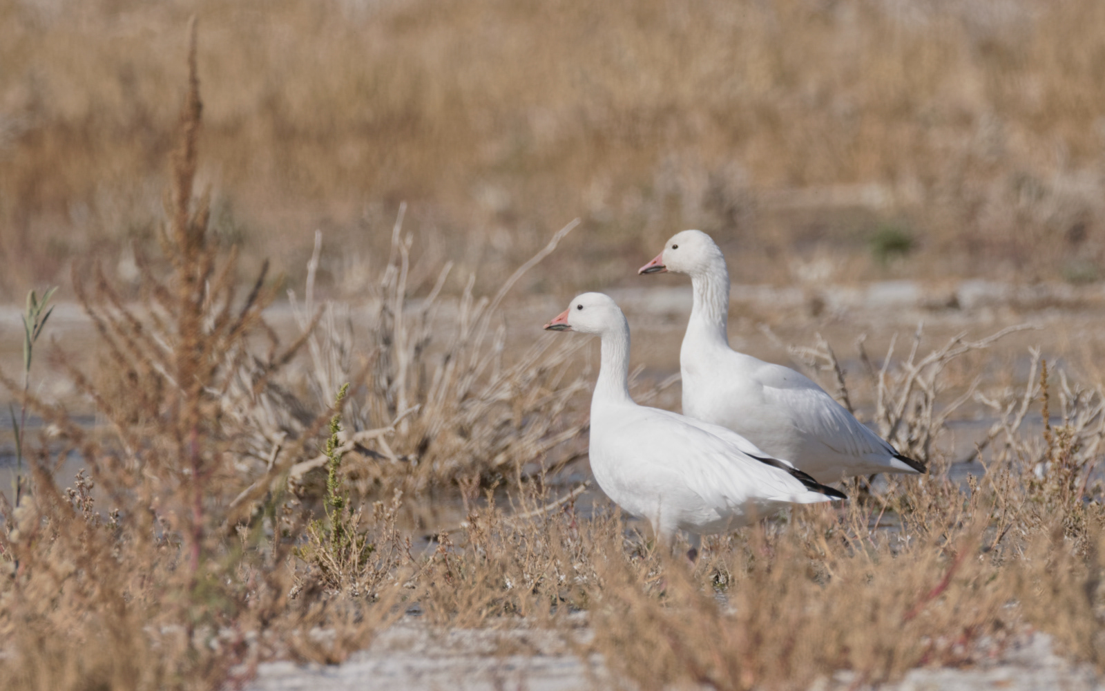 Snow Goose