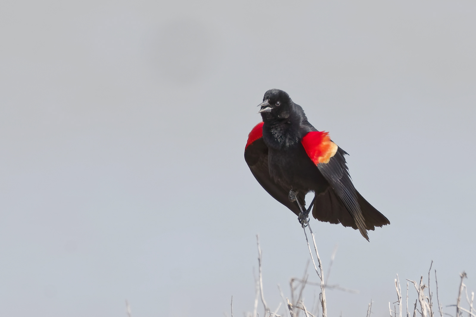 Red-winged Blackbird male