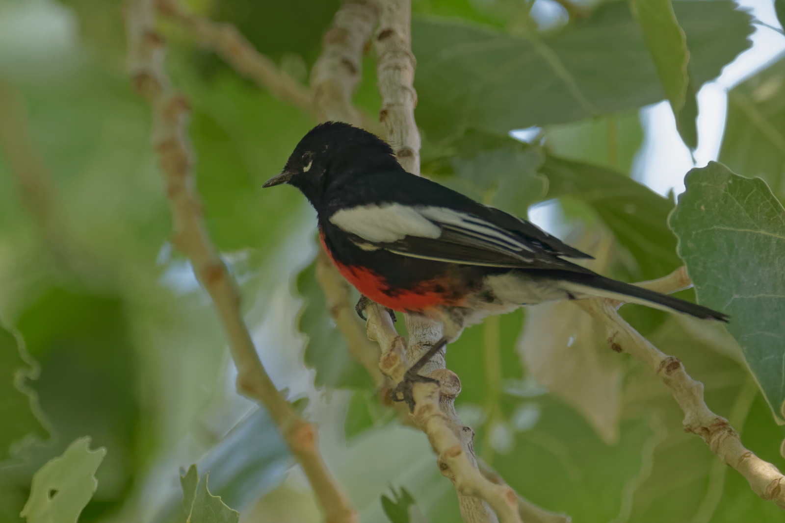 Painted Redstart