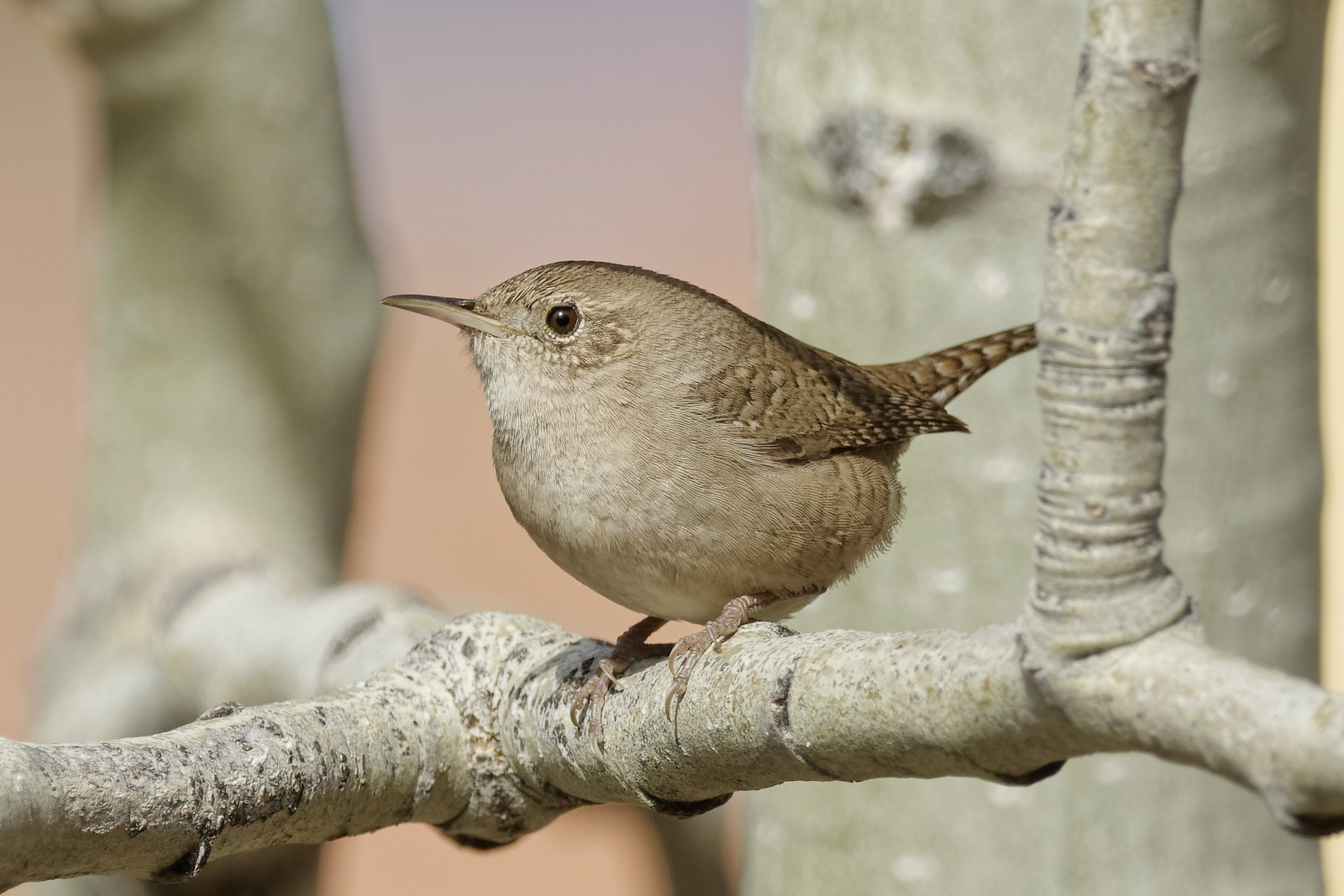 House Wren