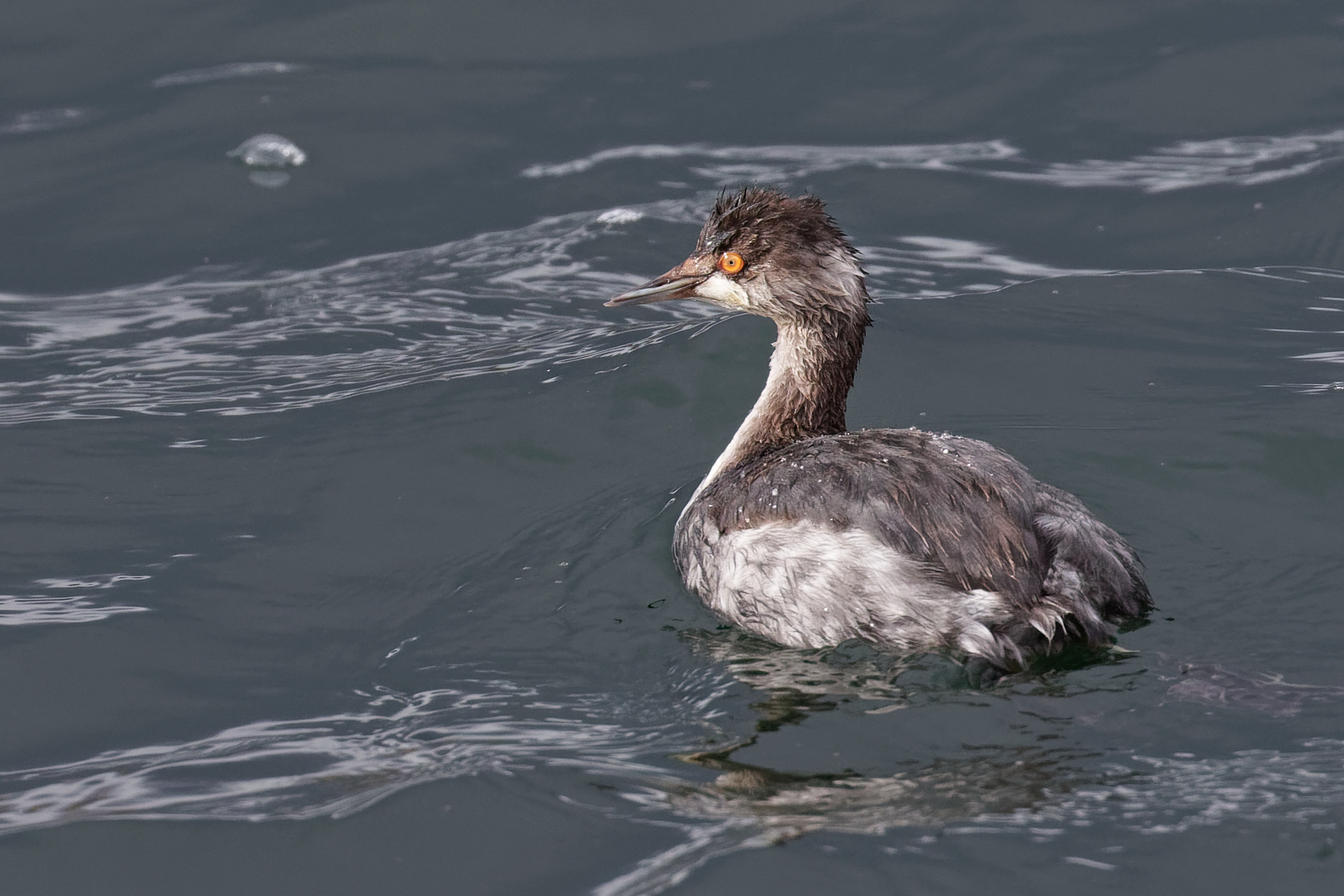 Eared Grebe