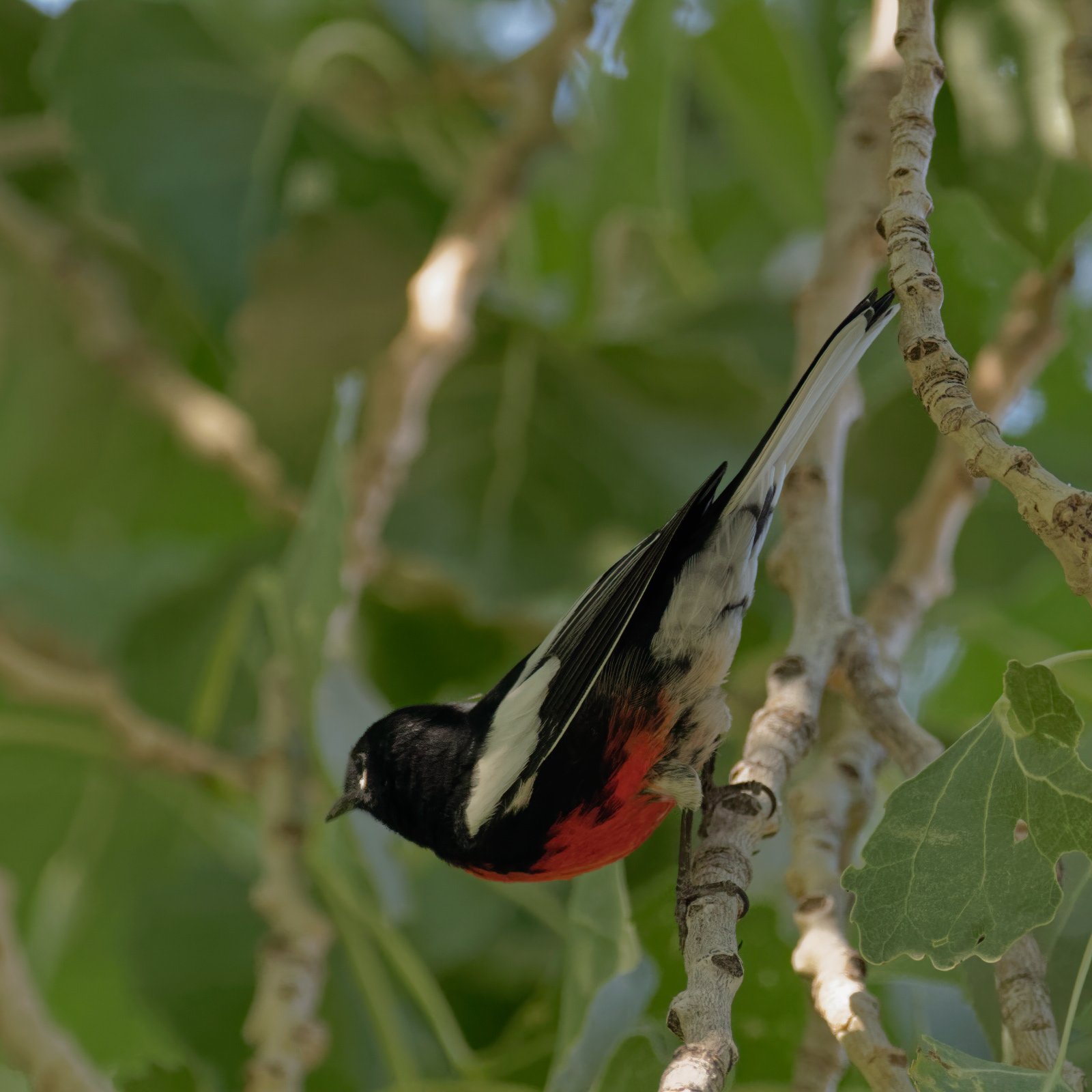 Painted Redstart