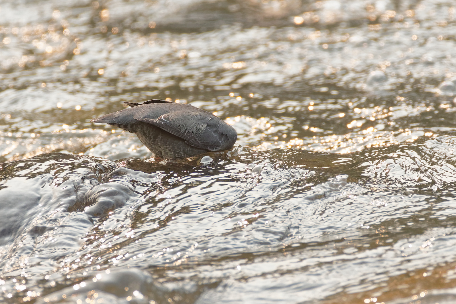 American Dipper