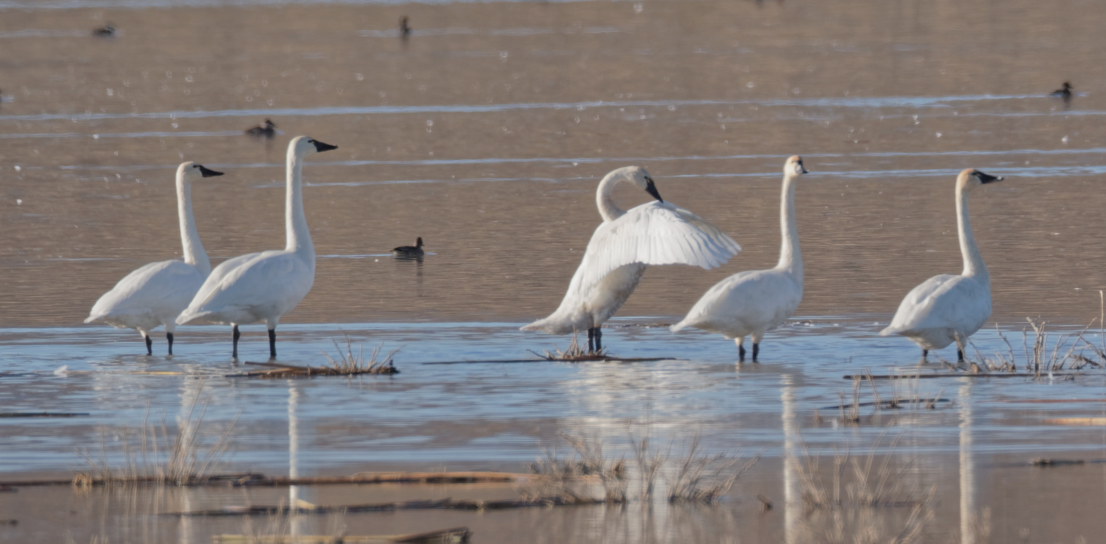 Tundra Swan